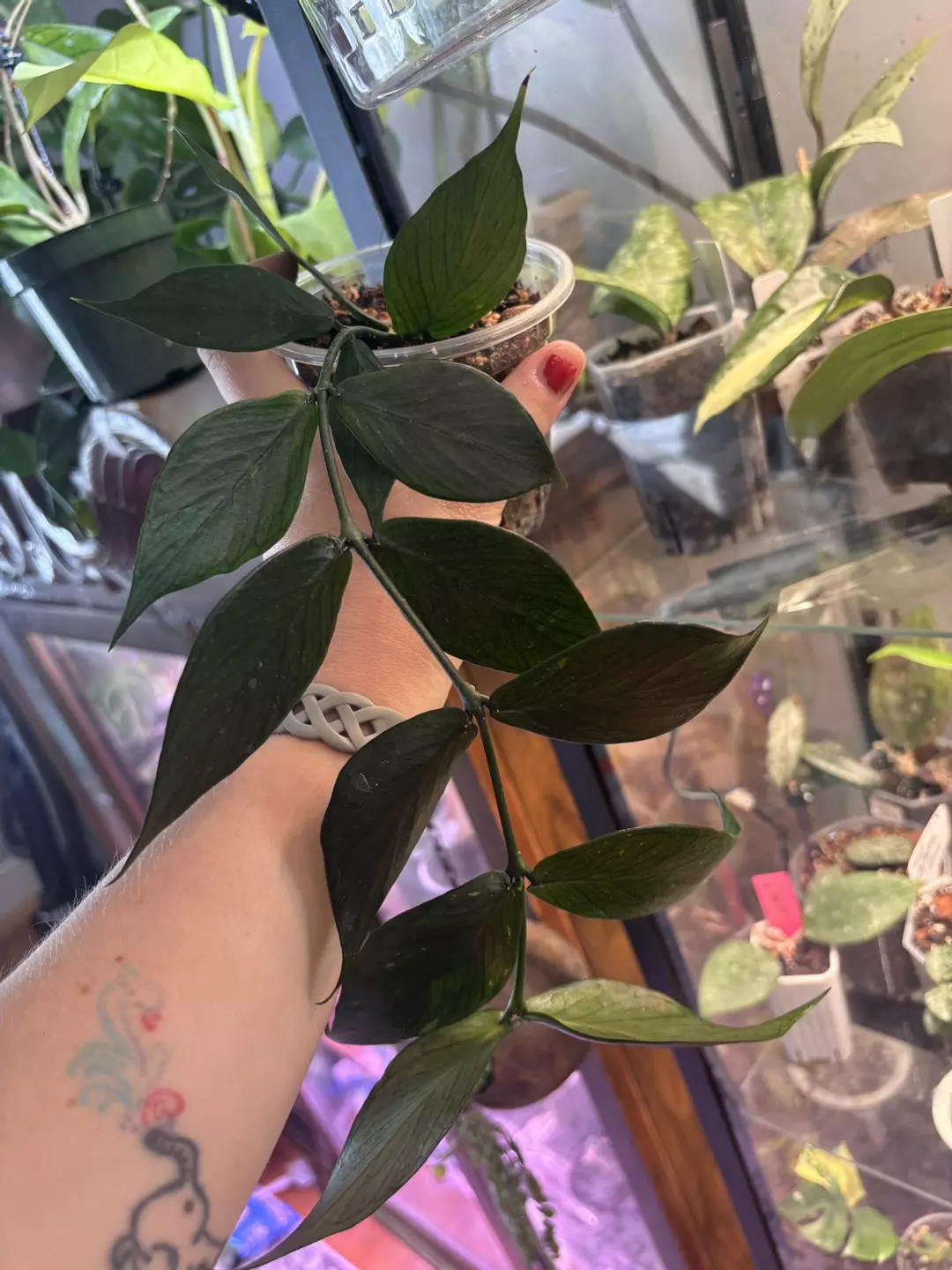 Hoya poly with pedunkles  thumbnail