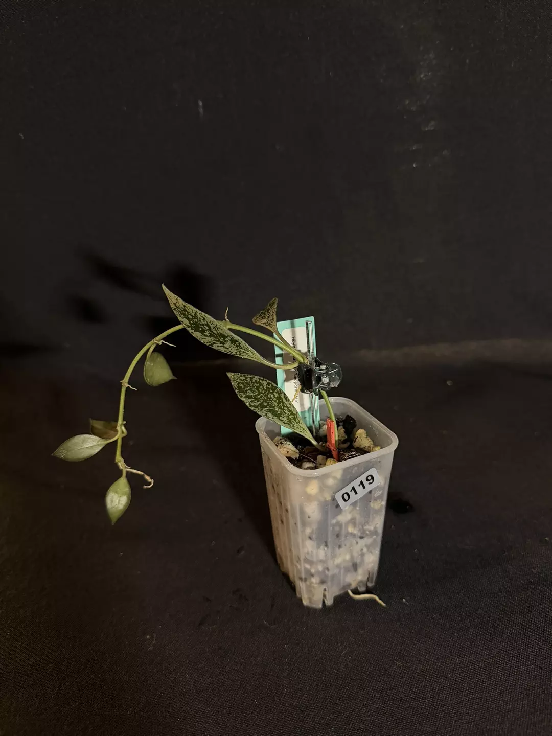 Hoya Leopard Skin #0119 thumbnail