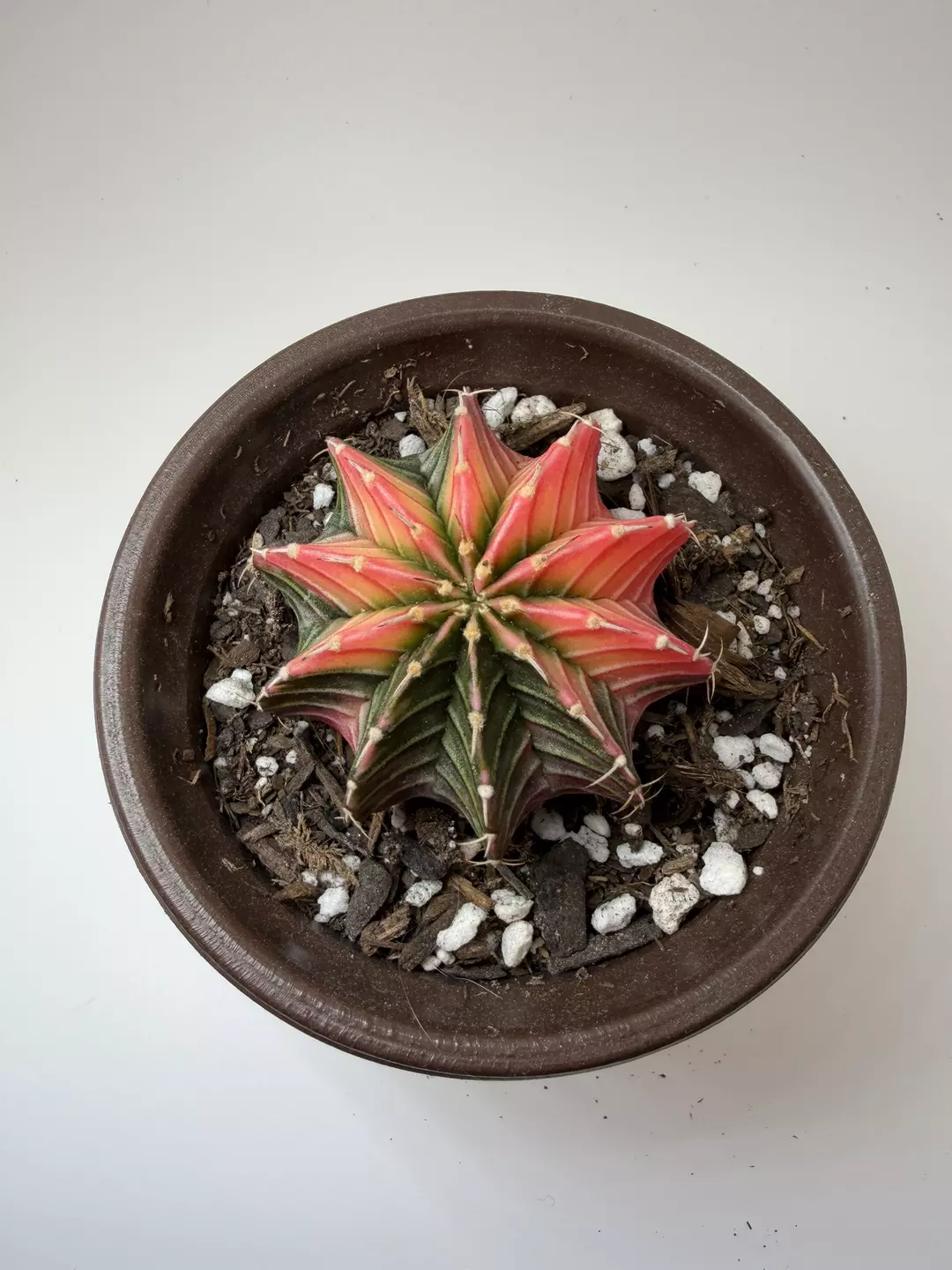 Fireworks hibryd seed grown thumbnail