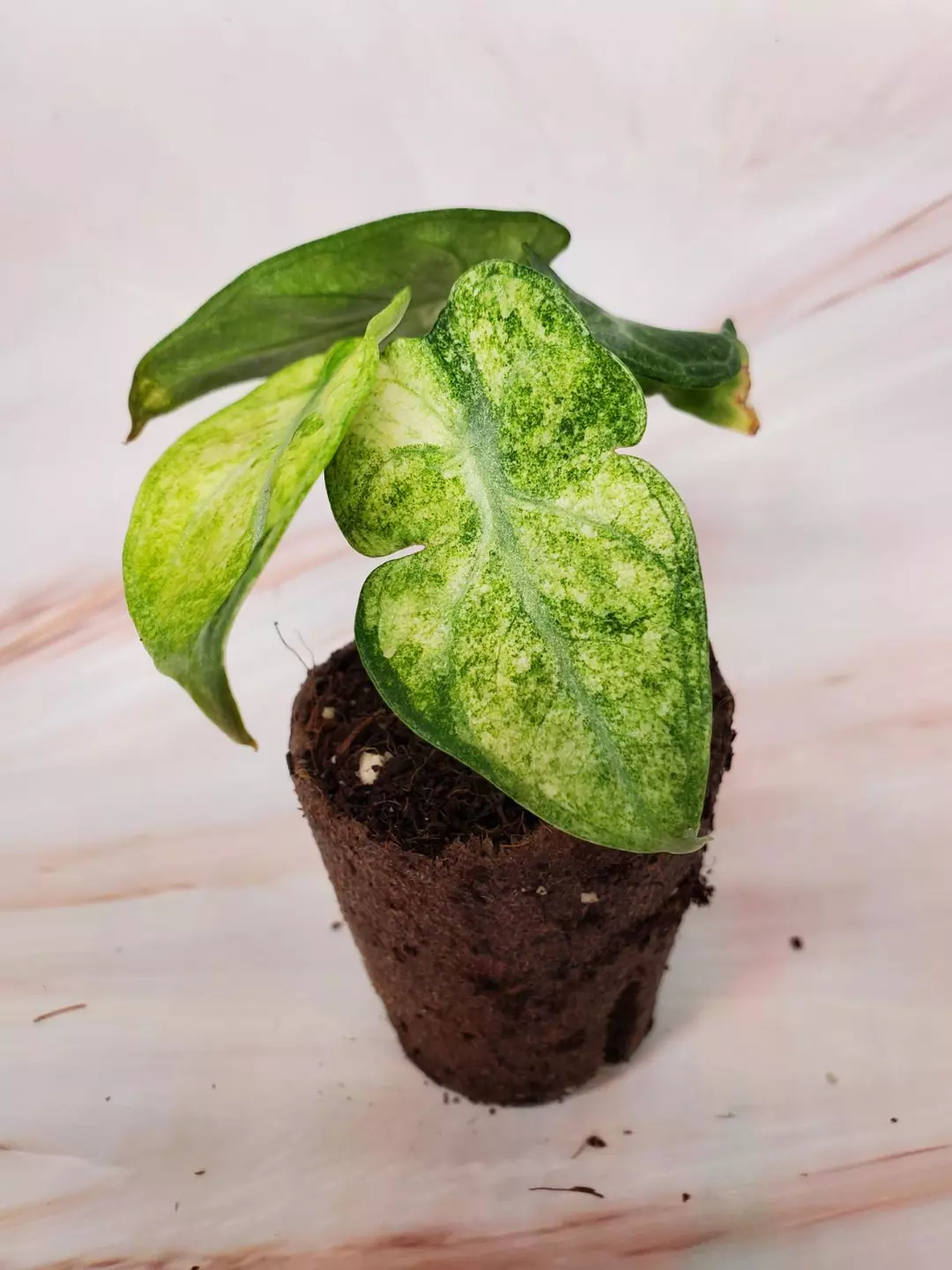 Ninja Variegated thumbnail