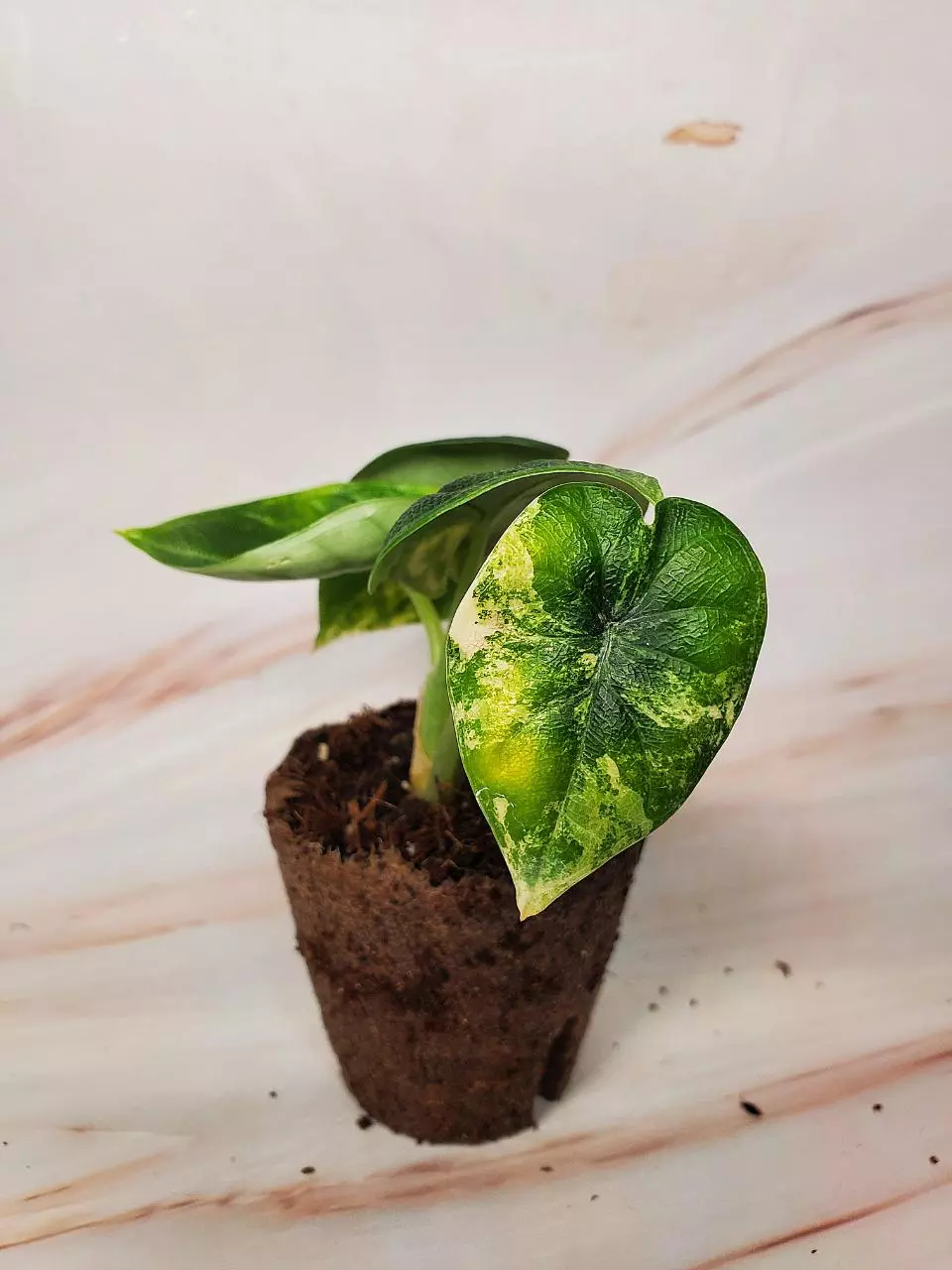 Melo Aurea thumbnail