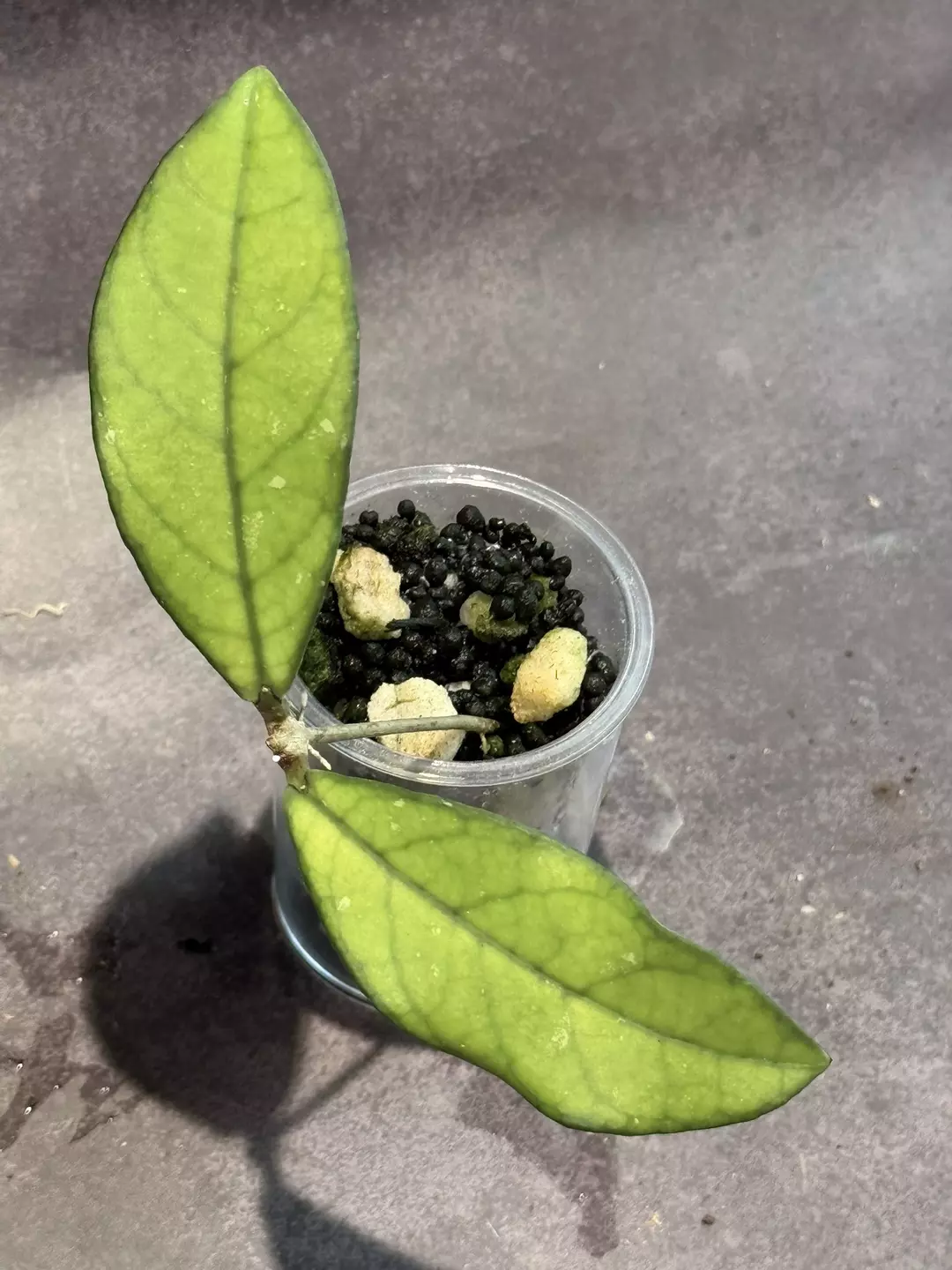 Hoya crassiopetiolata thumbnail