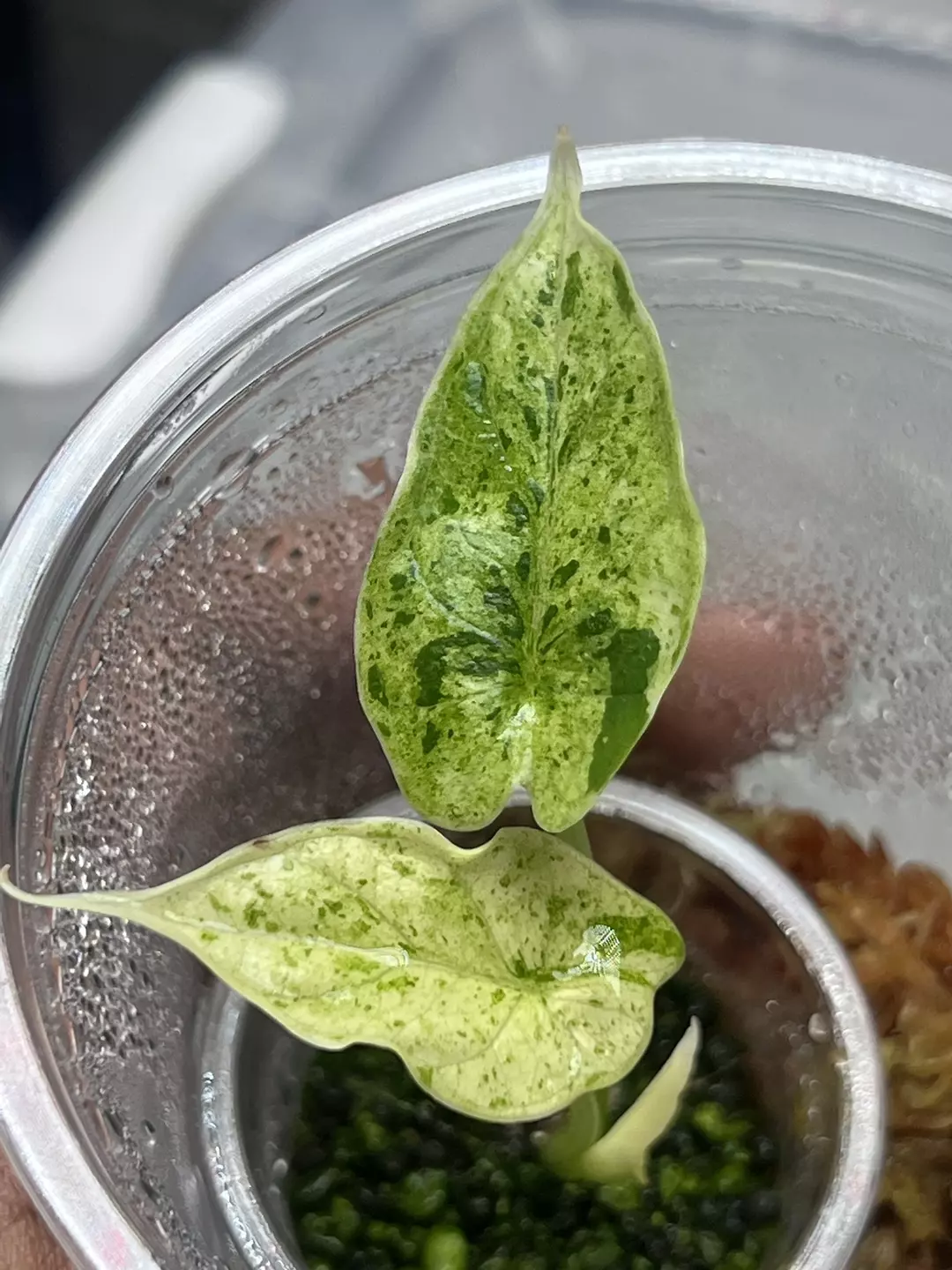 Dragon Scale Mint thumbnail
