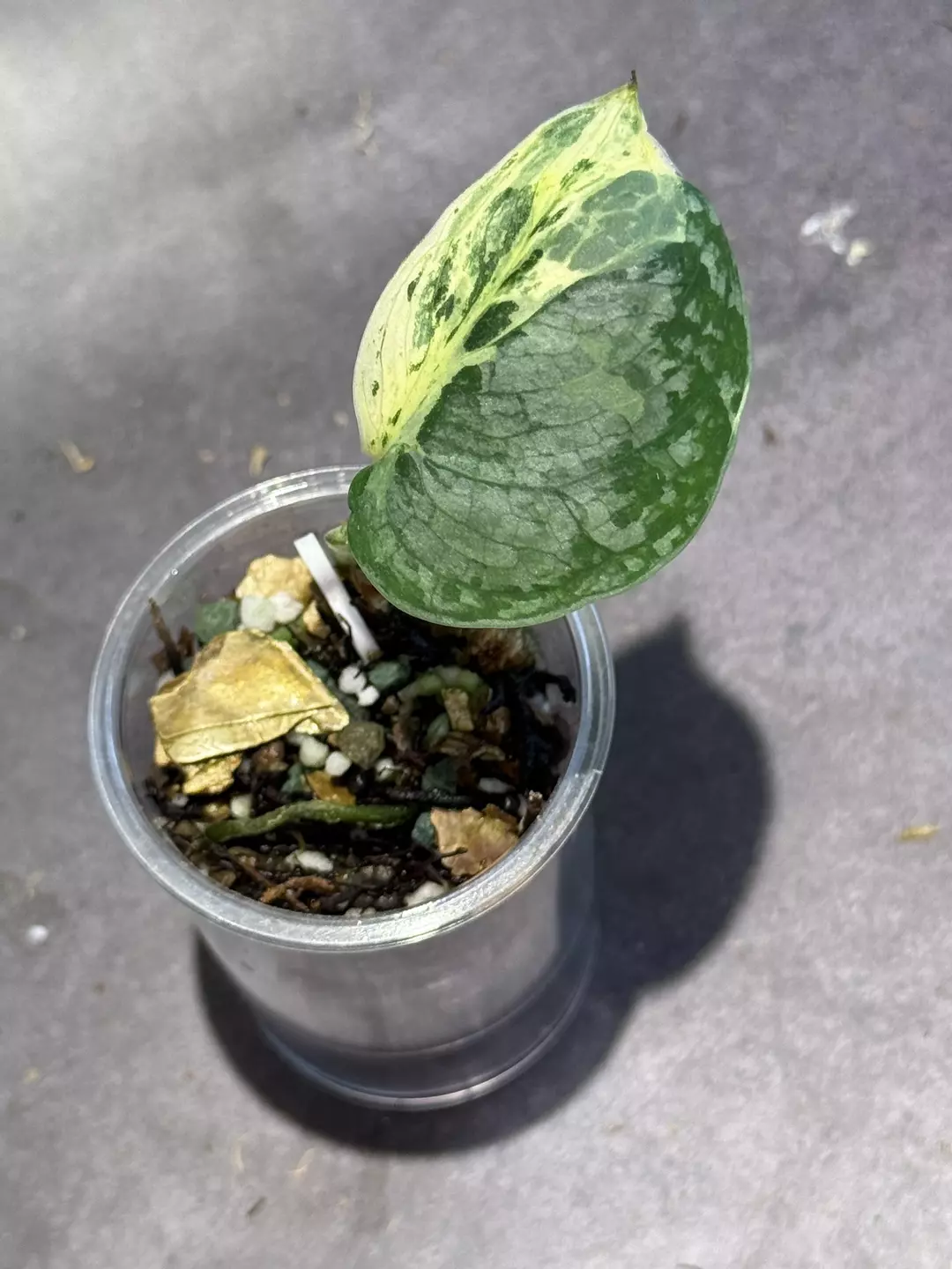 Scindapsus halimoon thumbnail