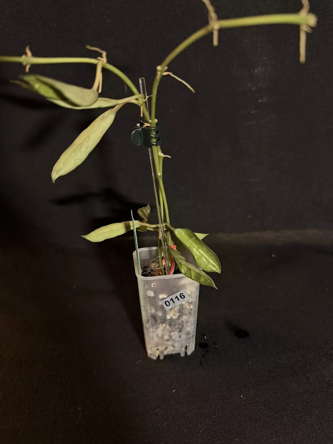 Hoya Lacunosa ‘Amarillo’ #0116 thumbnail