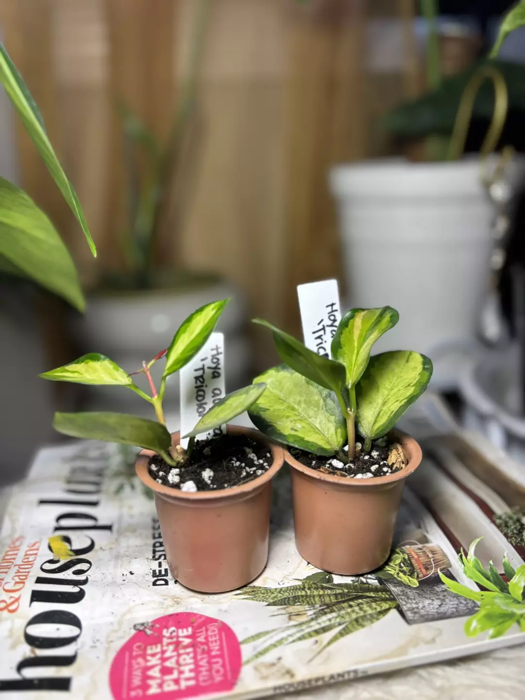 Hoya Lisa tricolor thumbnail