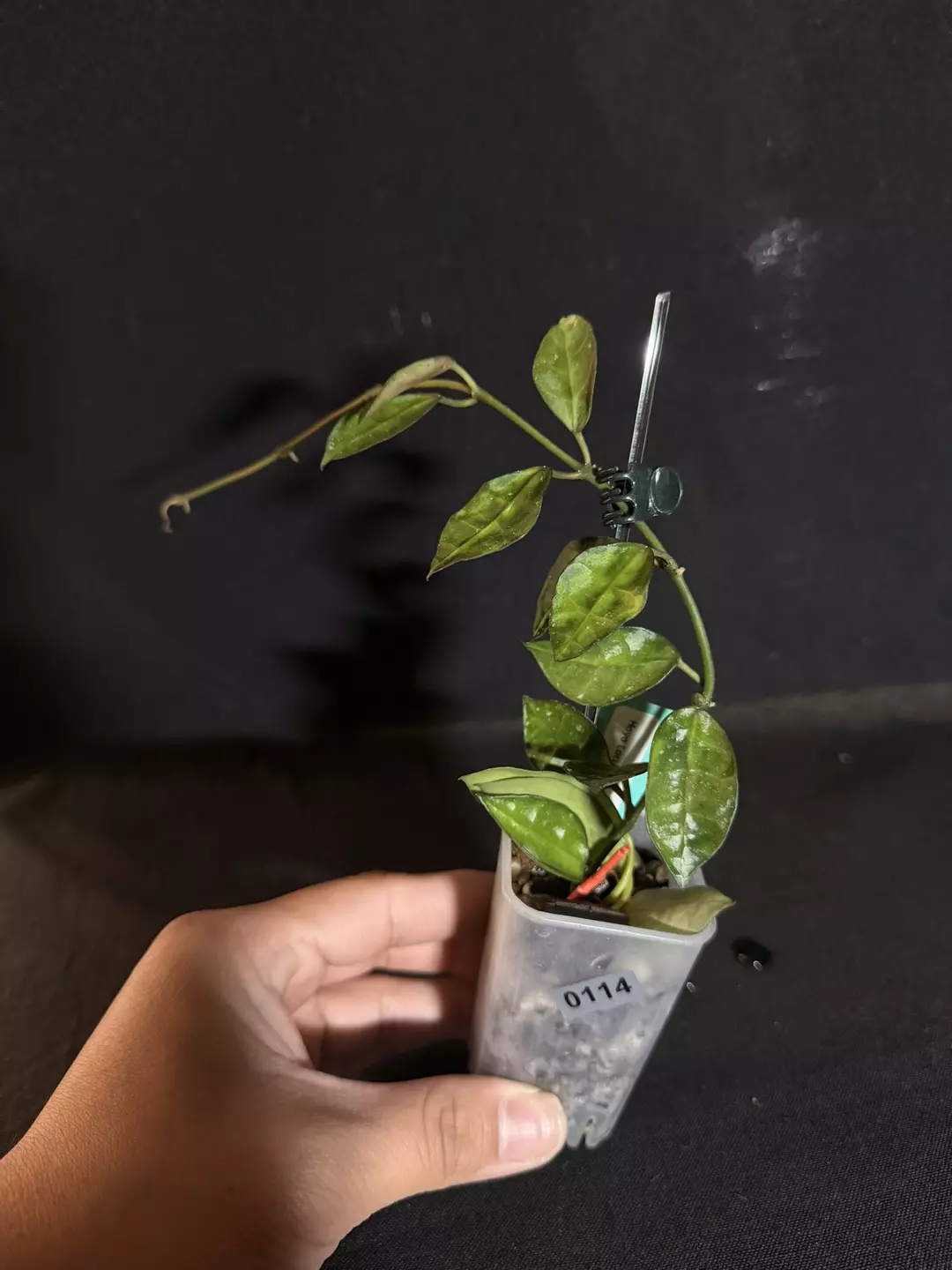 Hoya Lacunosa ‘Amarillo’ #0114 thumbnail