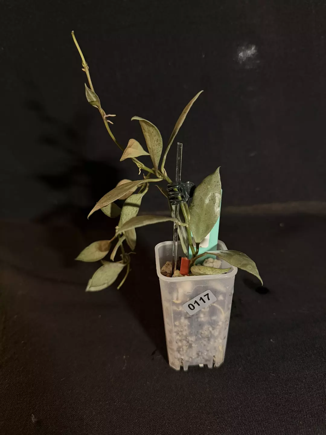 Hoya Leopard Skin #0117 thumbnail