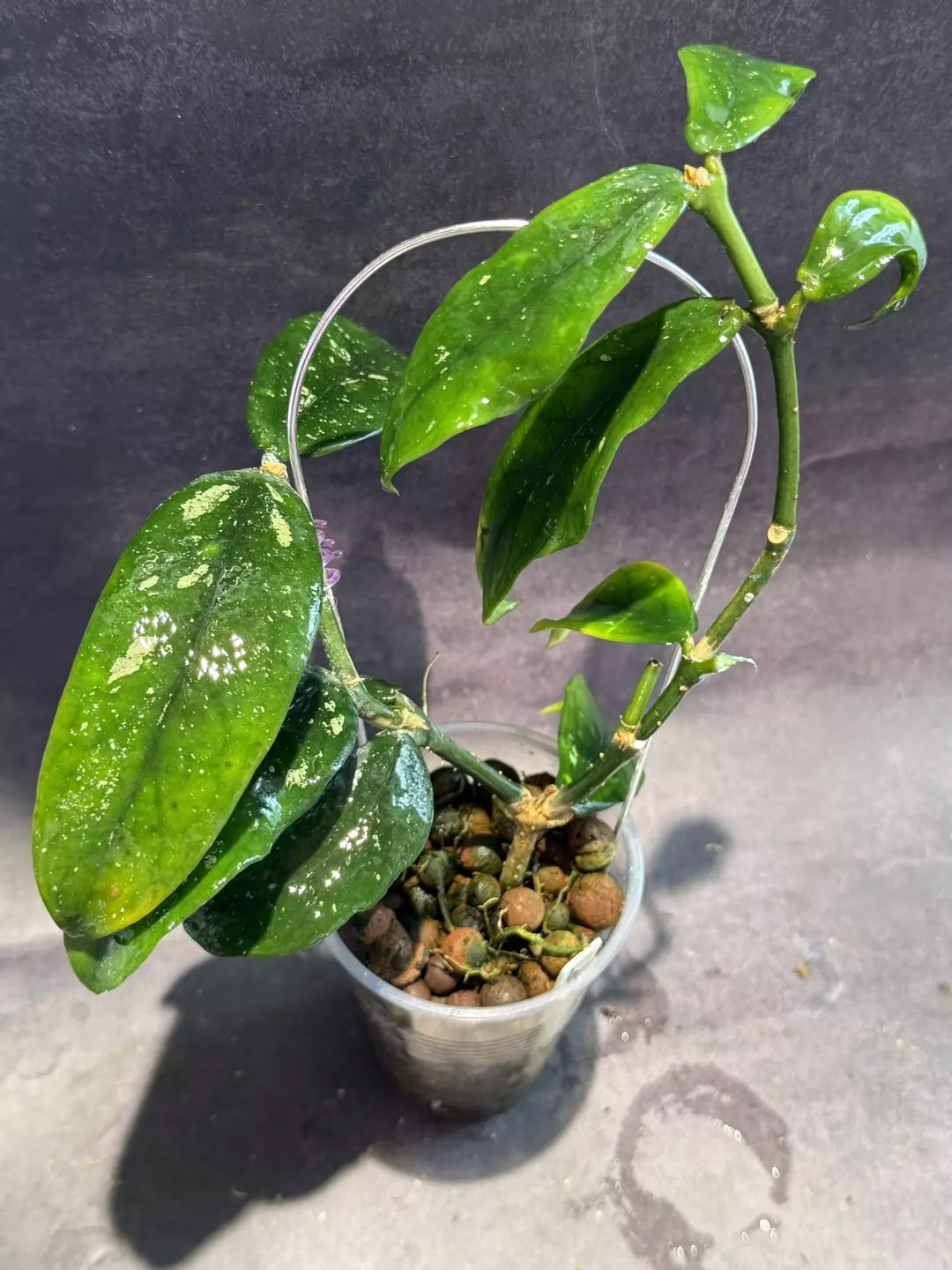 Hoya lobbii full plant - see notes thumbnail