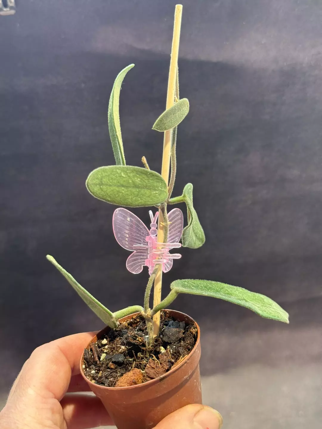 Hoya Sichuaensis thumbnail