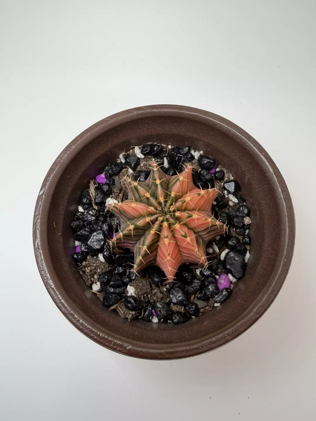 LB seed grown thumbnail