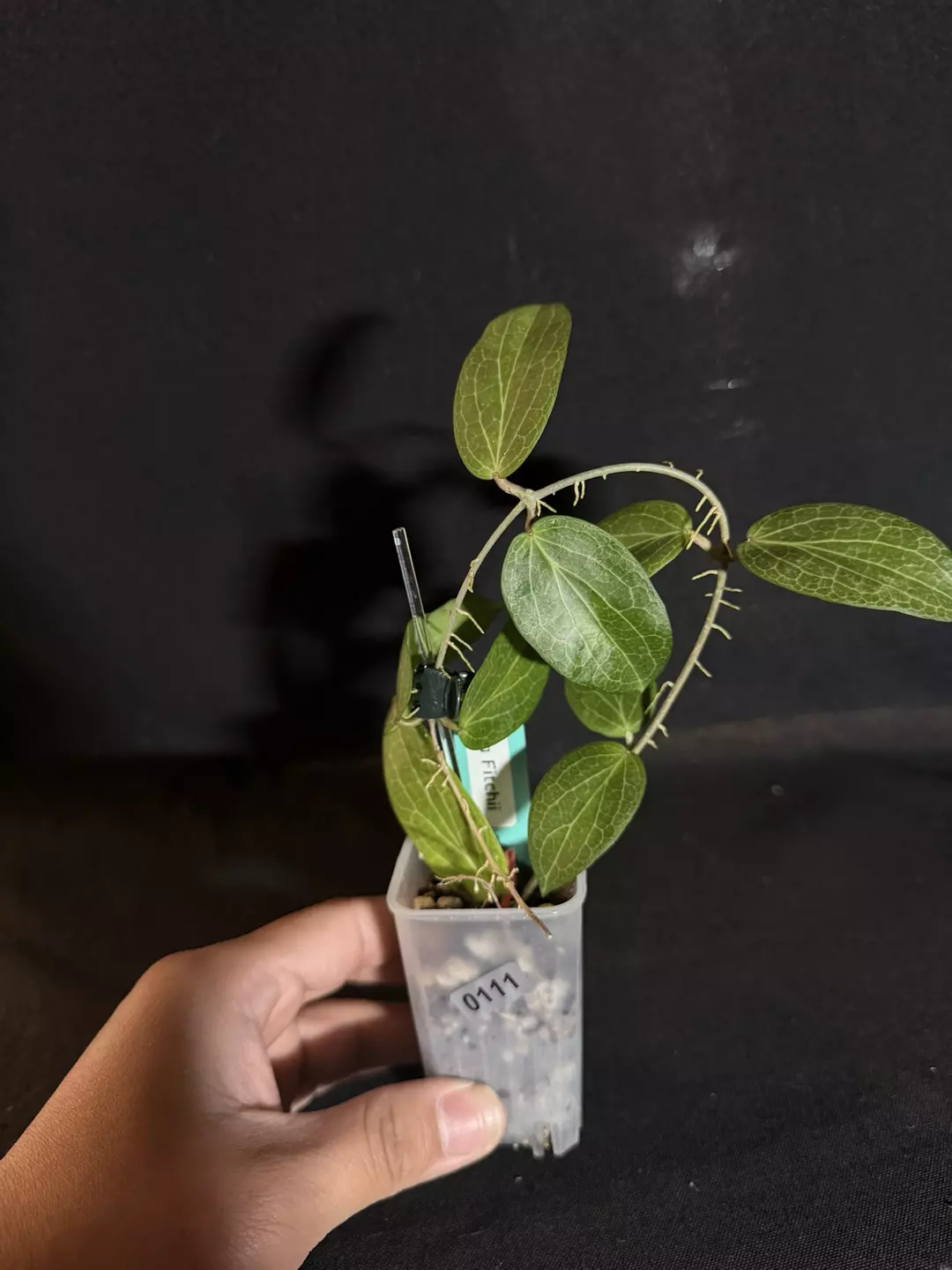 Hoya Fitchii #0111 thumbnail