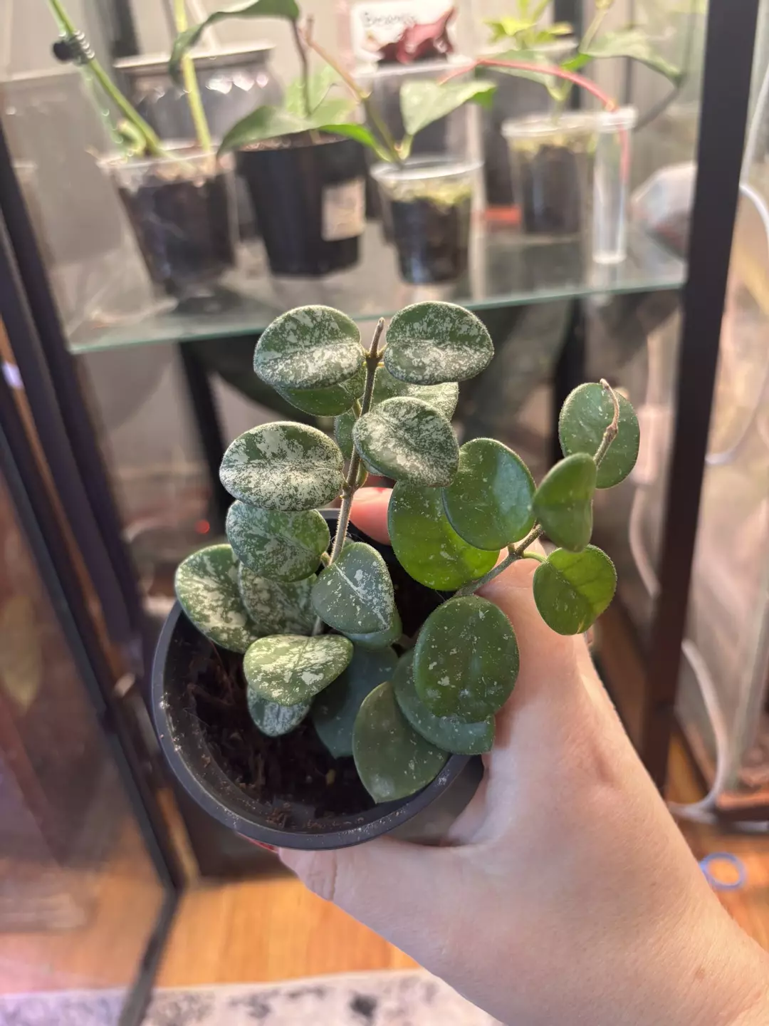 Hoya malthide splash with pedunkle  thumbnail