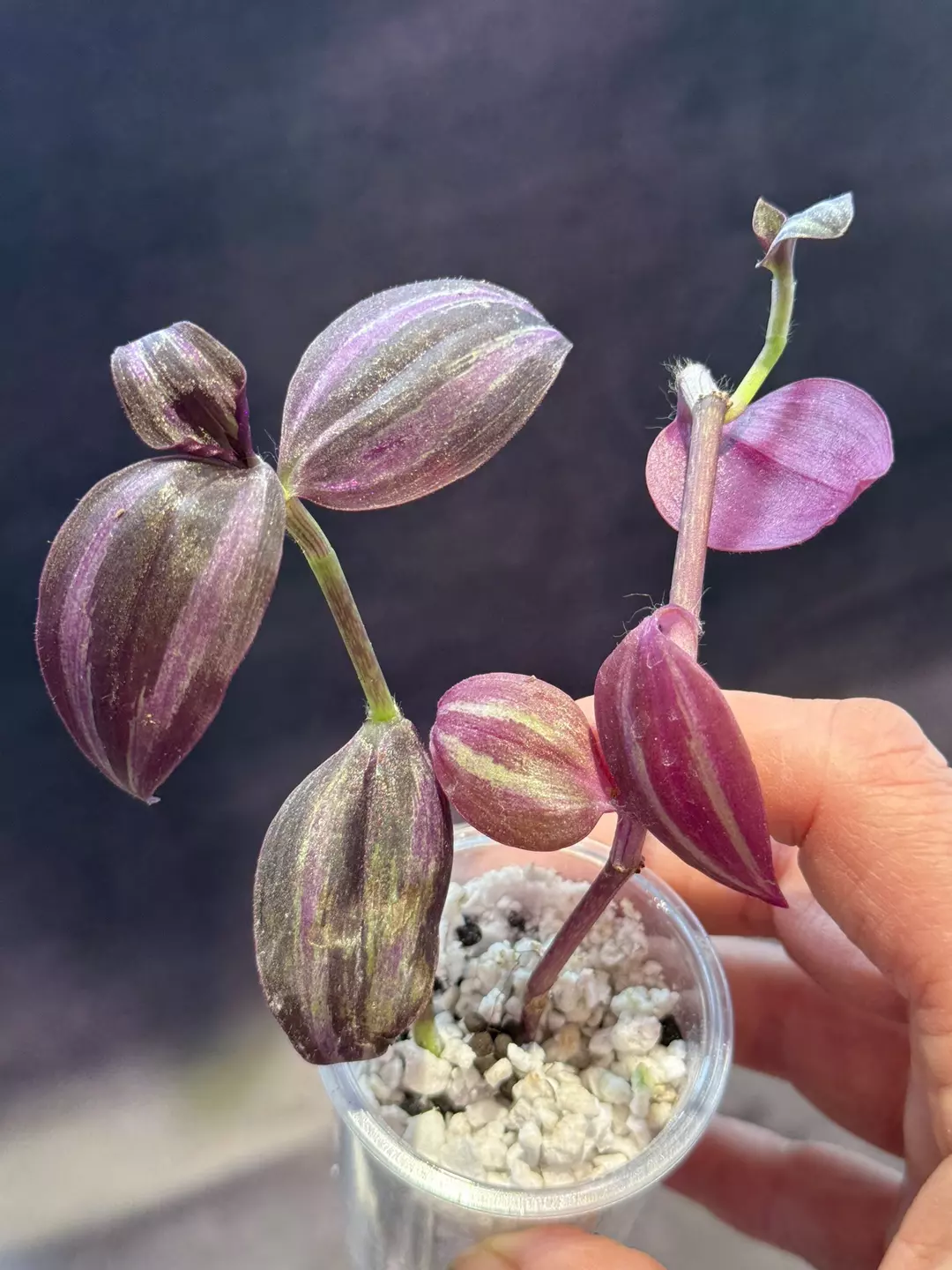Tradescantia dark purple thumbnail