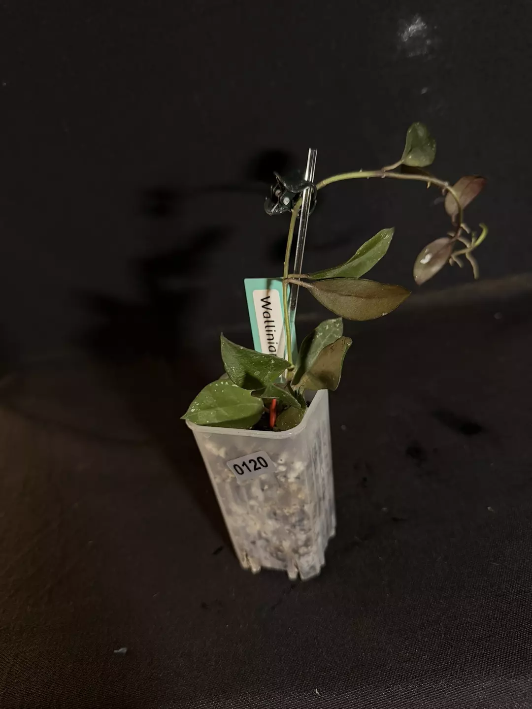 Hoya Walliniana #0120 thumbnail