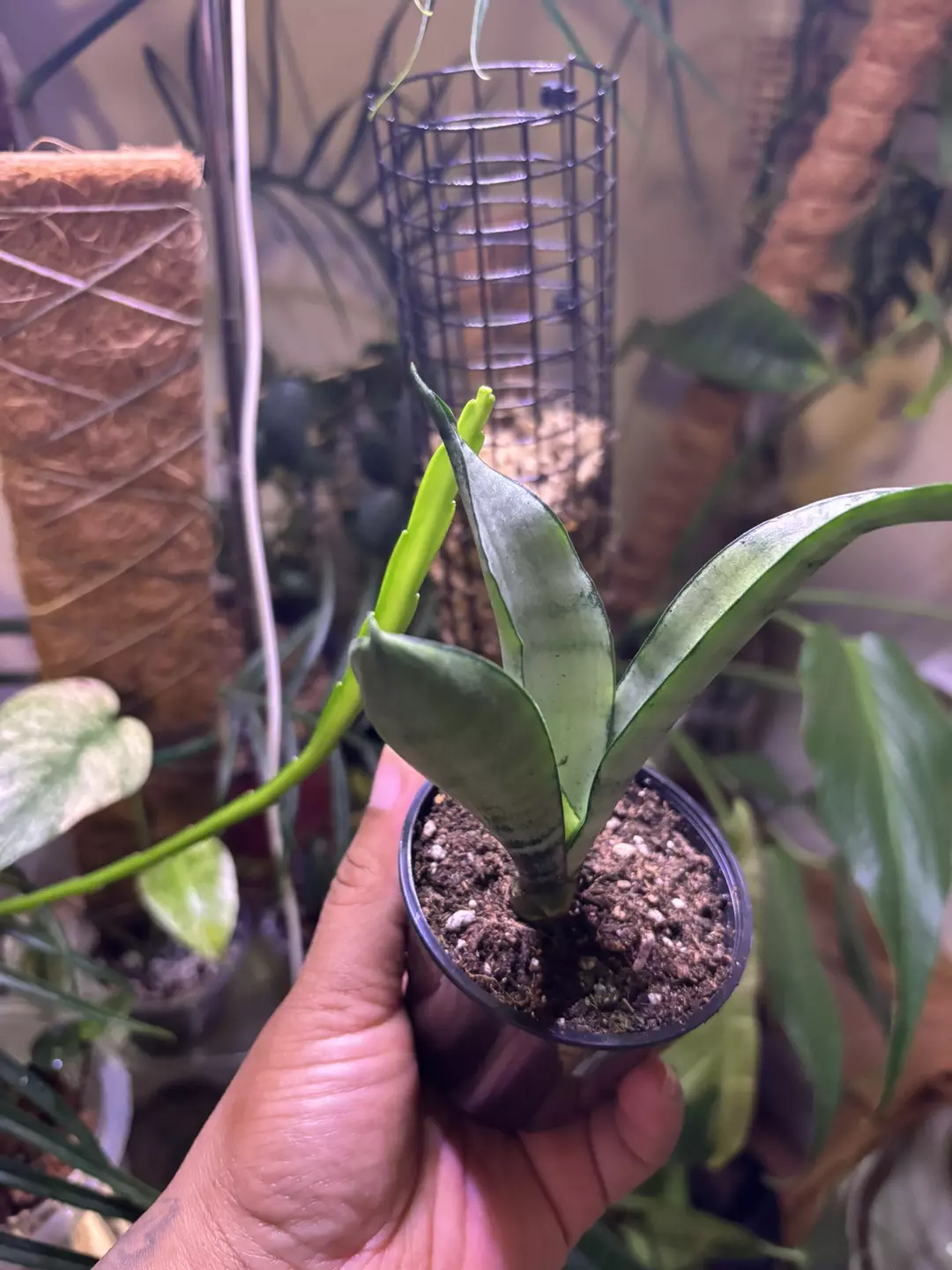 Moonshine snake plant 2in thumbnail