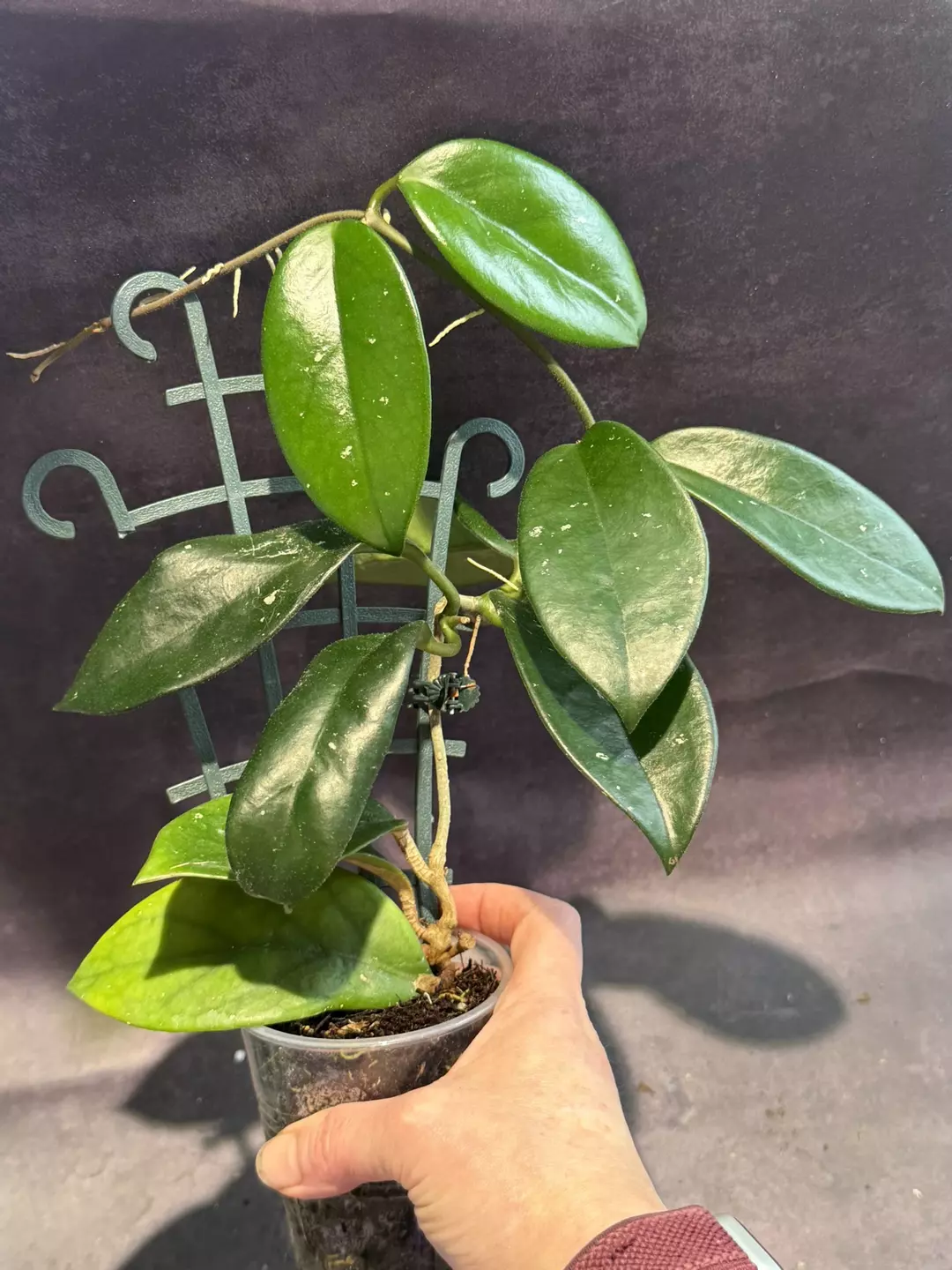 Hoya skinneriana full plant thumbnail