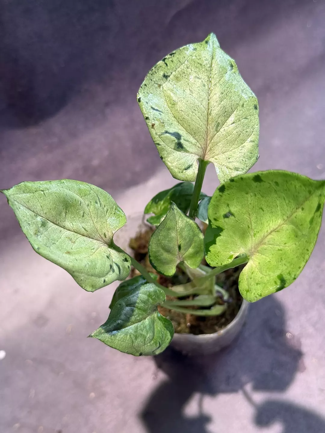 Syngonium green splash thumbnail