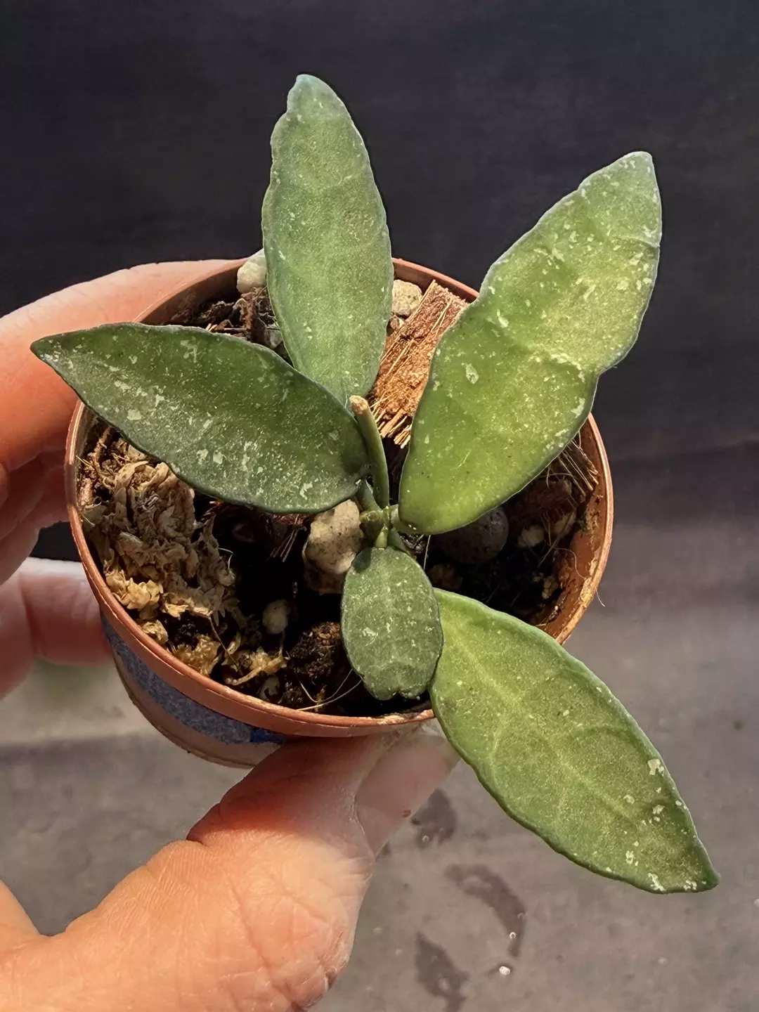 Hoya lacunosa SR 2010-055 thumbnail