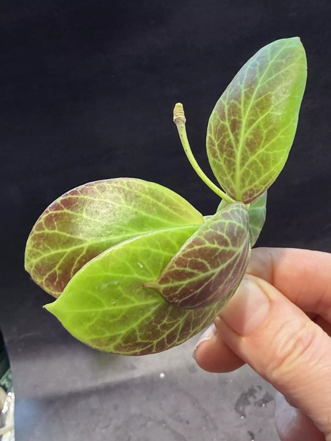 Hoya Obscura unrooted cut with peduncle thumbnail