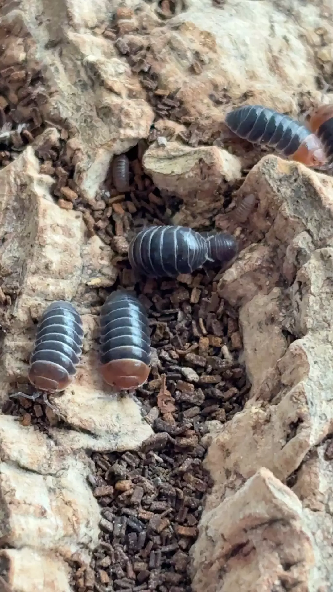 A. flavoscatum- 10 count thumbnail