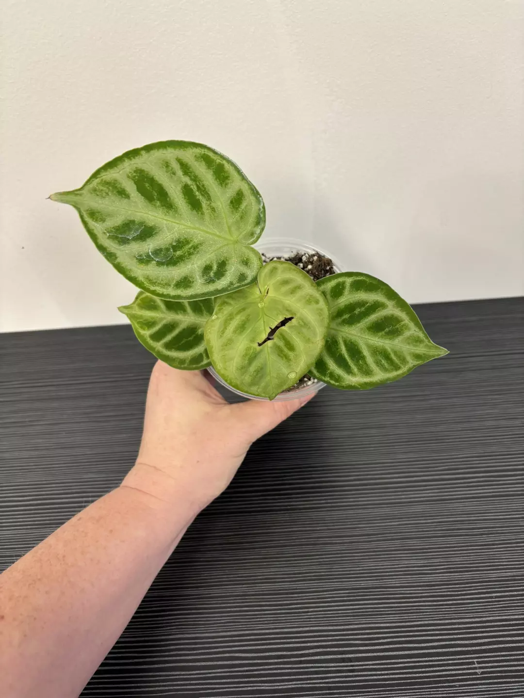 Anthurium Dorayaki thumbnail