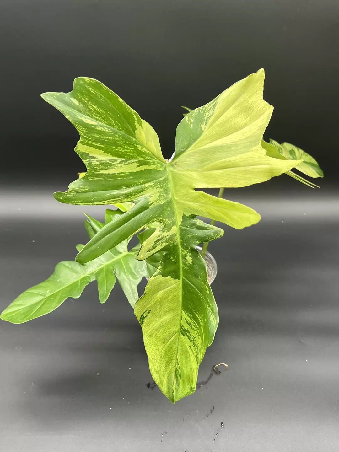 Philodendron Kitina mint  (Florida beauty x Mayoi) thumbnail