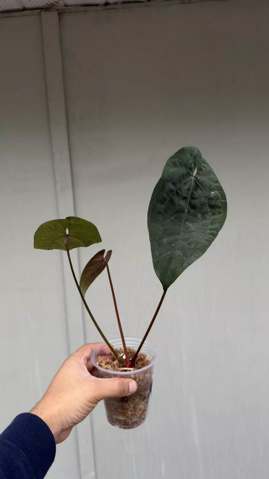 Anthurium AOS x RVDP thumbnail