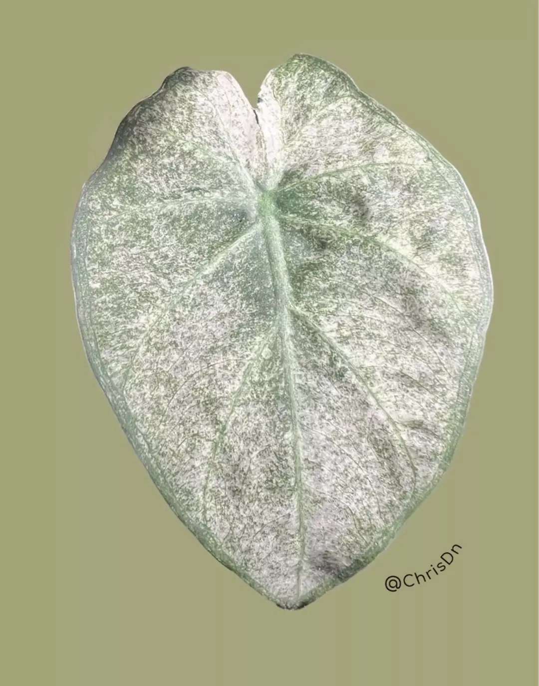Corm C - Mint Variegated Alocasia Regal Shield thumbnail