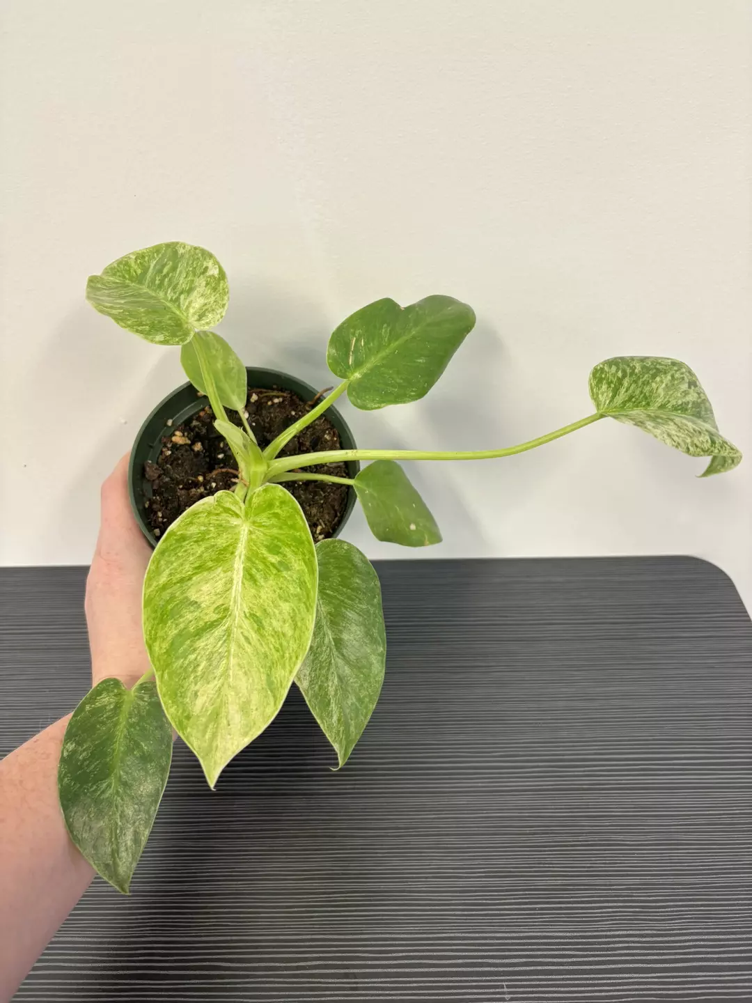 Philodendron Giganteum Var  thumbnail