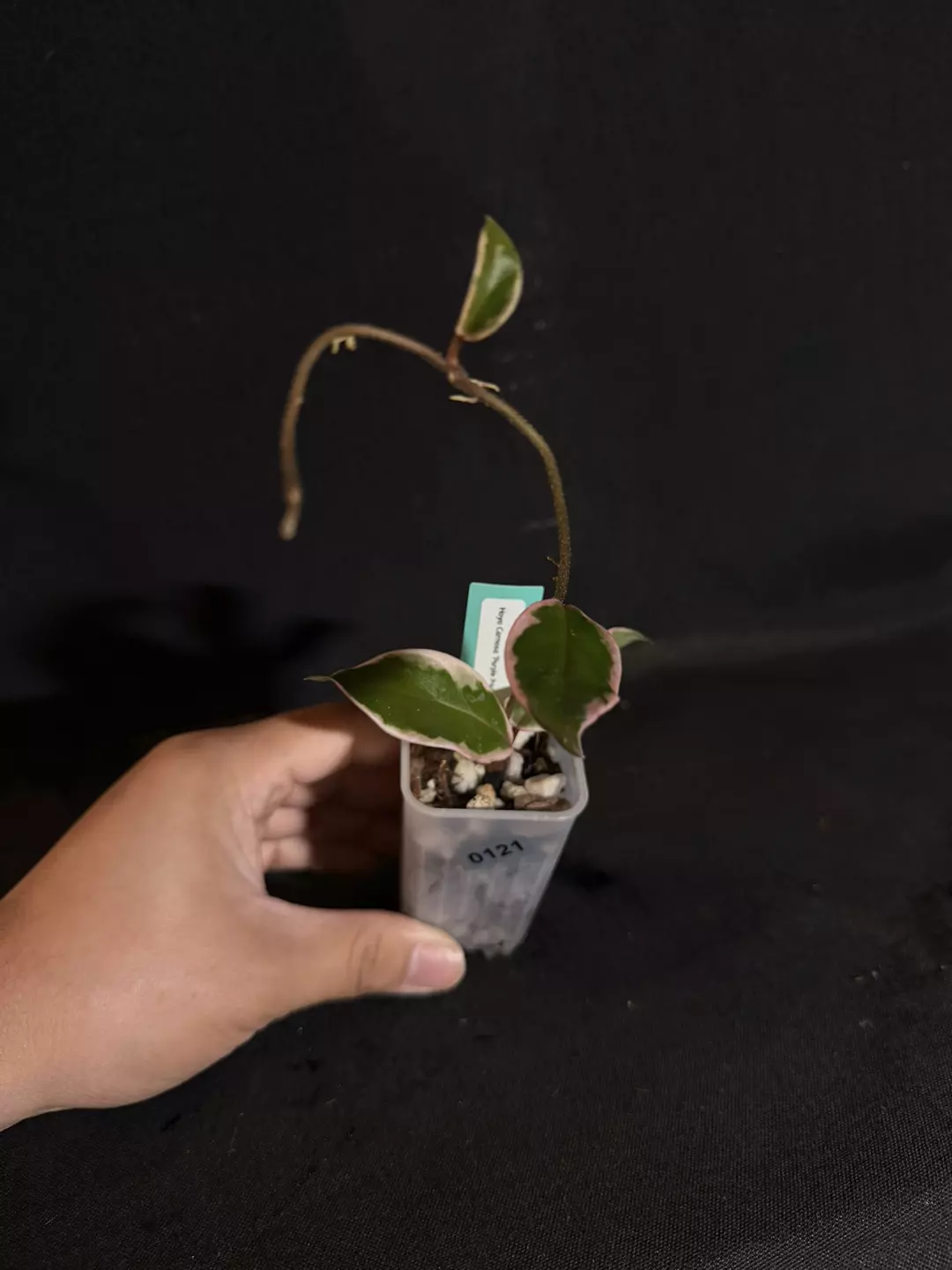 Hoya Carnosa ‘Purple Pride’ #0121 thumbnail