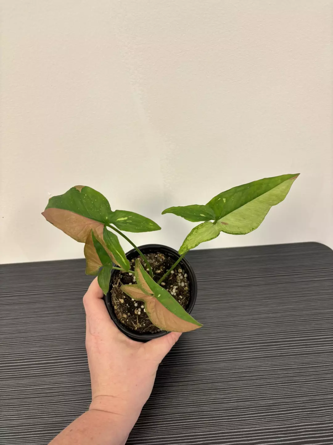 Syngonium Tricolor  thumbnail