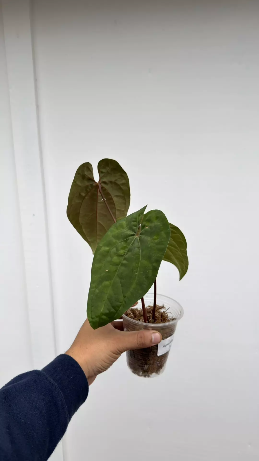 Anthurium AOS x RVDP thumbnail