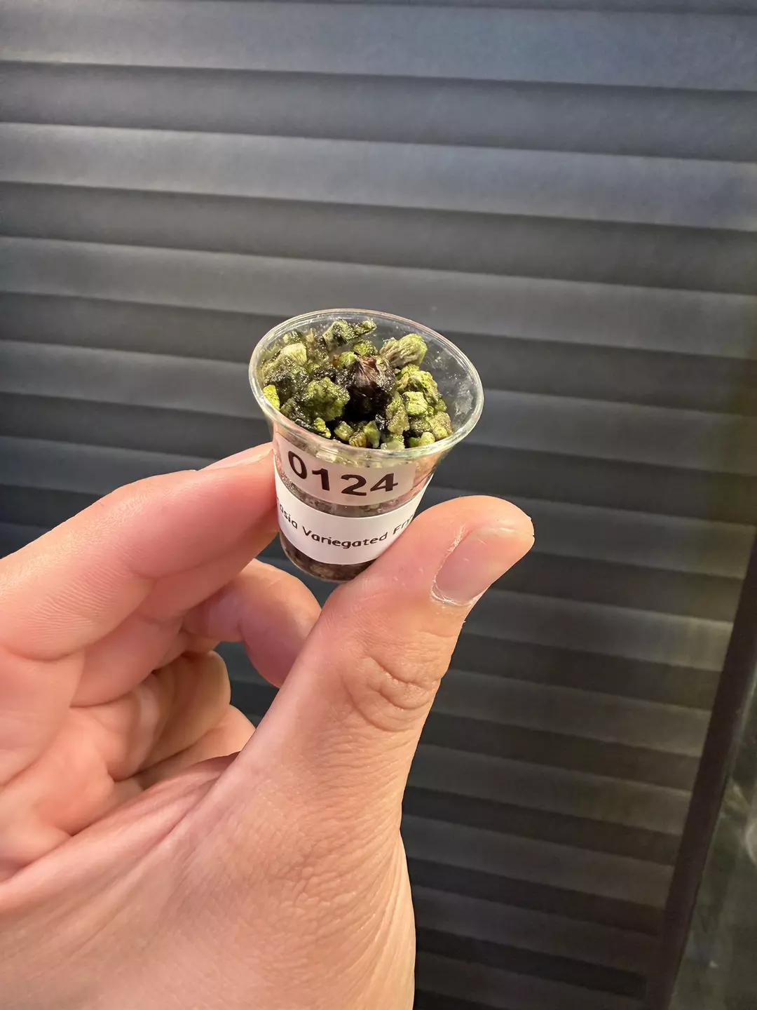 Alocasia Frydek Albo Corm #0124 thumbnail