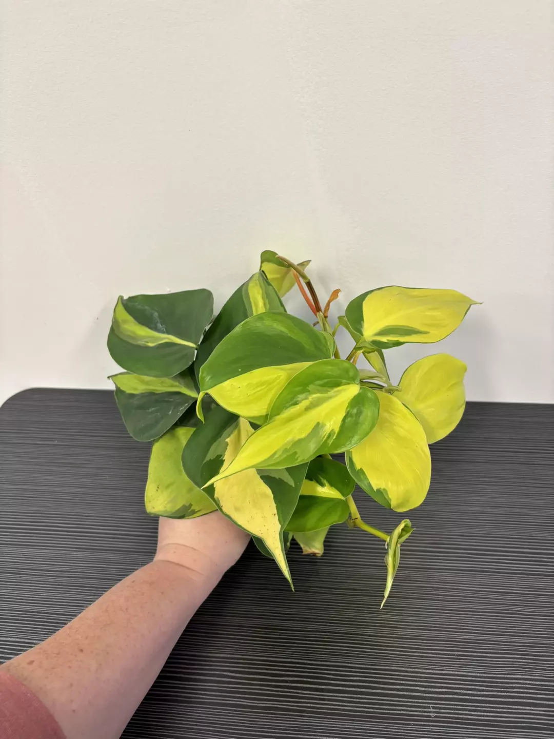 Philodendron Brasil  thumbnail
