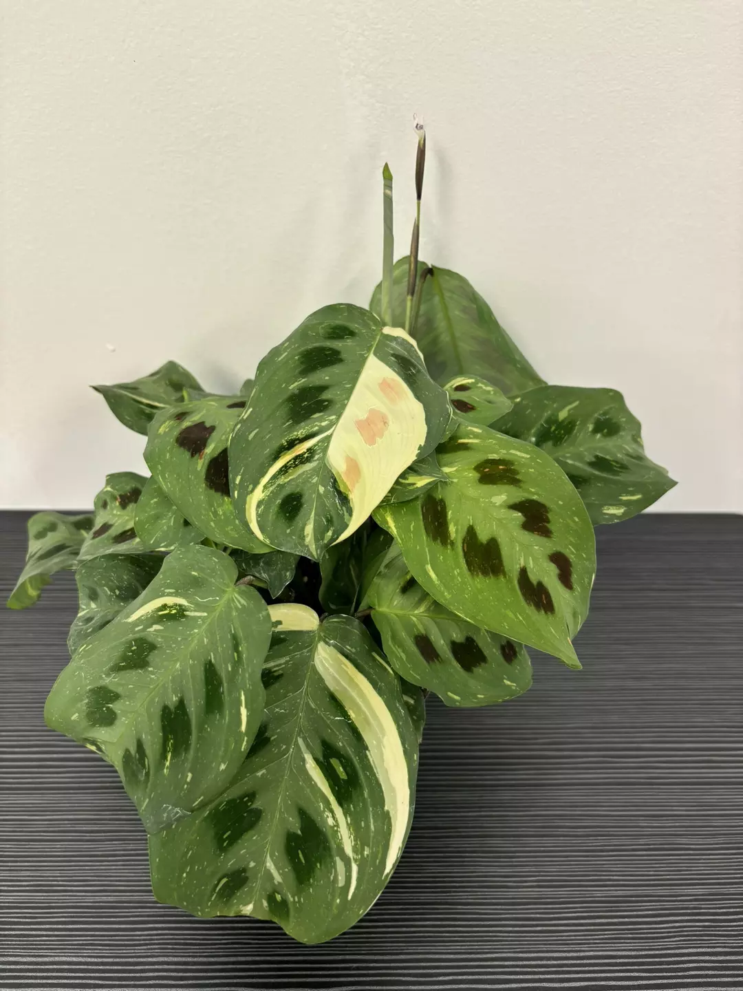 Var maranta  thumbnail