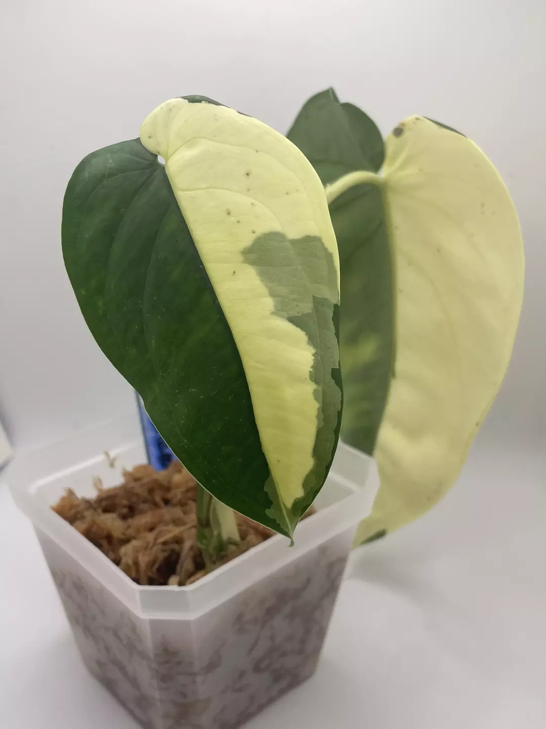 Syngonium Chiapense Albo thumbnail