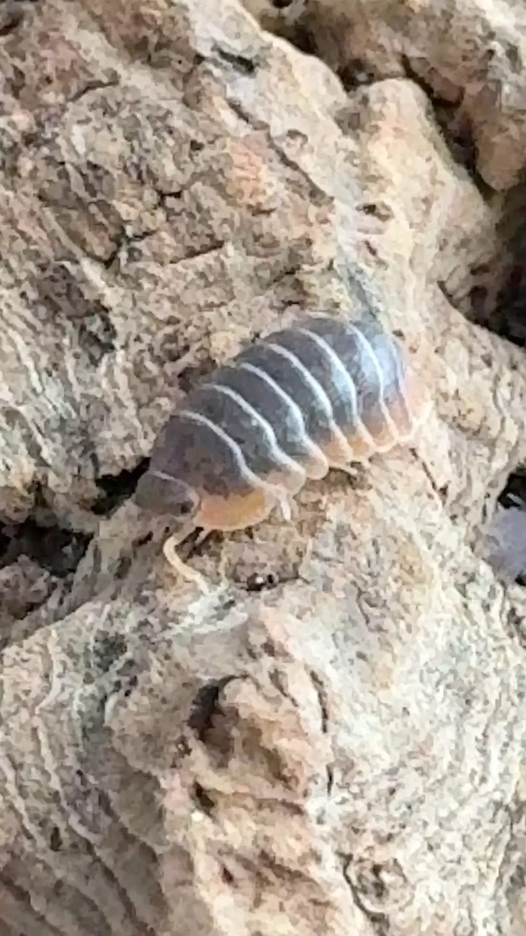 Cubaris Iriomotensis “Miyako”- 10 count thumbnail