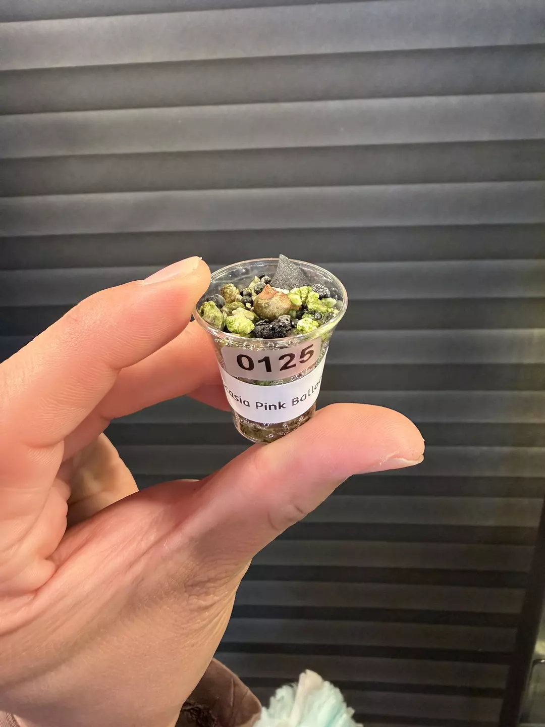 Alocasia Pink Heart Balloon Corm #0125 thumbnail