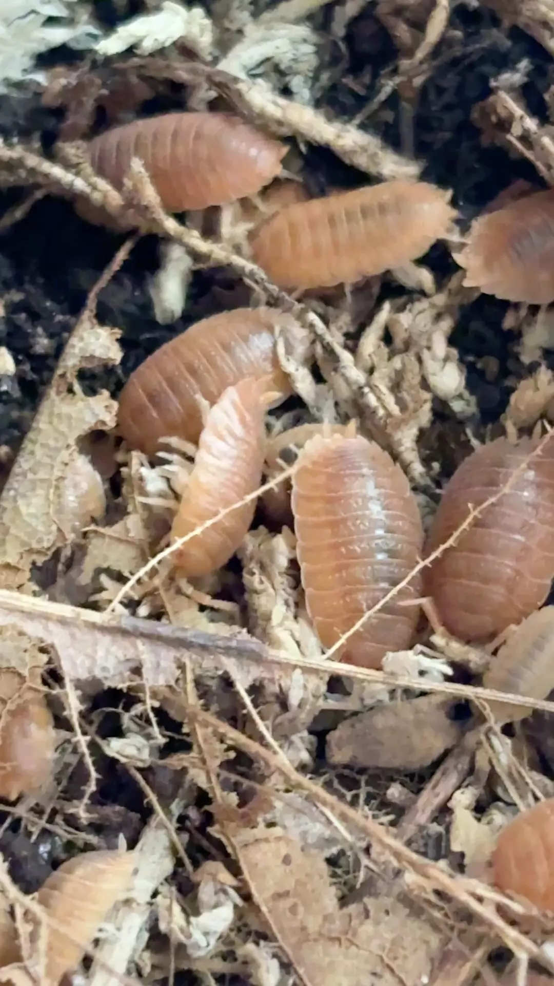 Porcellio Dilatatus “Red Giant Canyon”- 10 count thumbnail