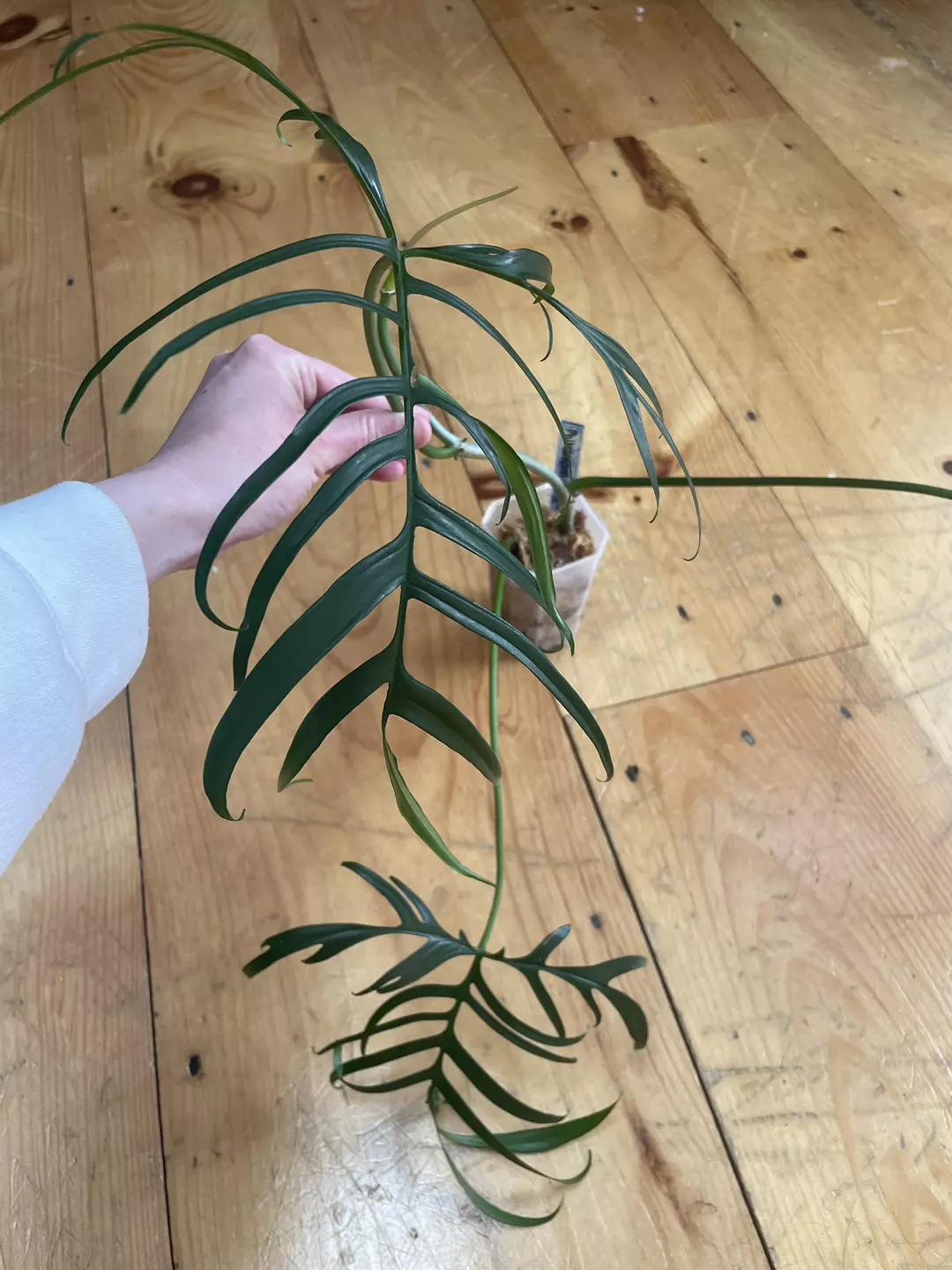 Philodendron Polypodioides thumbnail