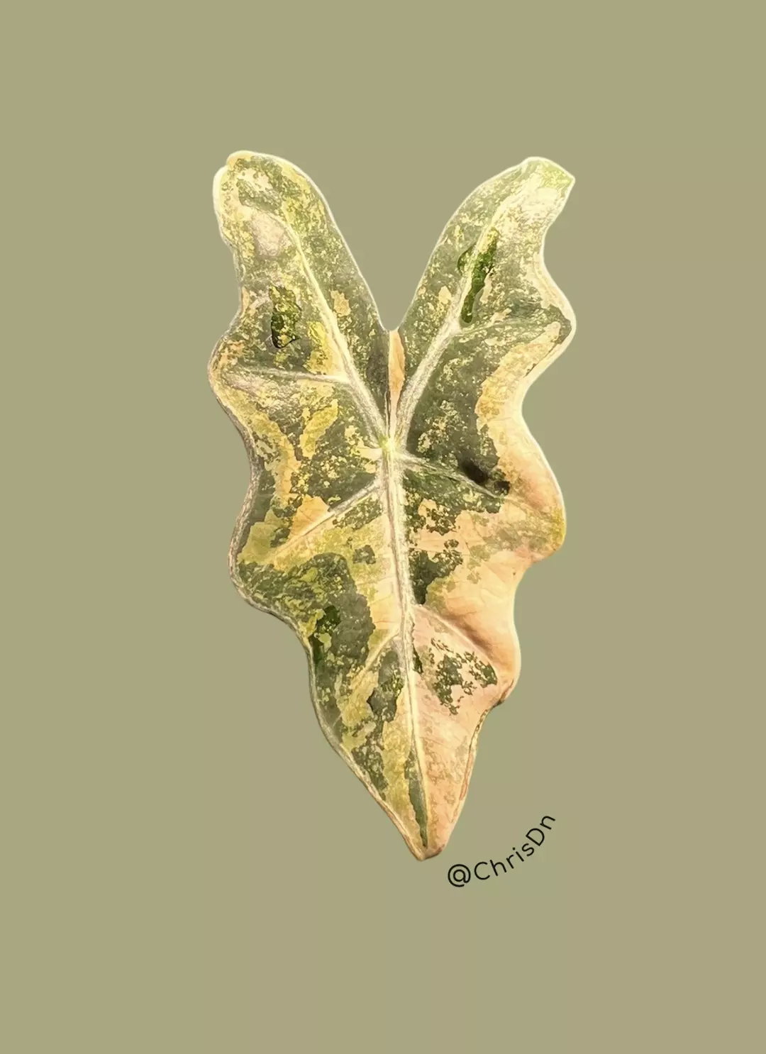 Corm B - Aurea Variegated Alocasia Nobilis thumbnail