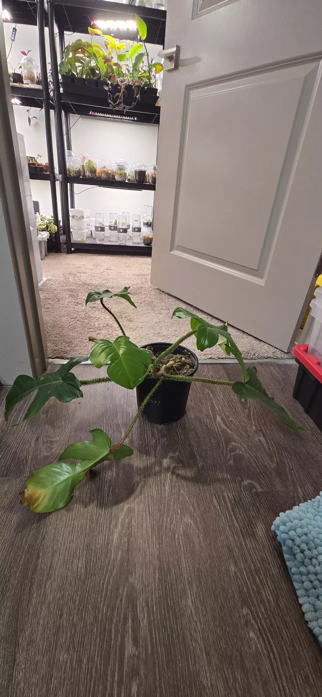 Philodendron Squamiferum - Mother Plant thumbnail