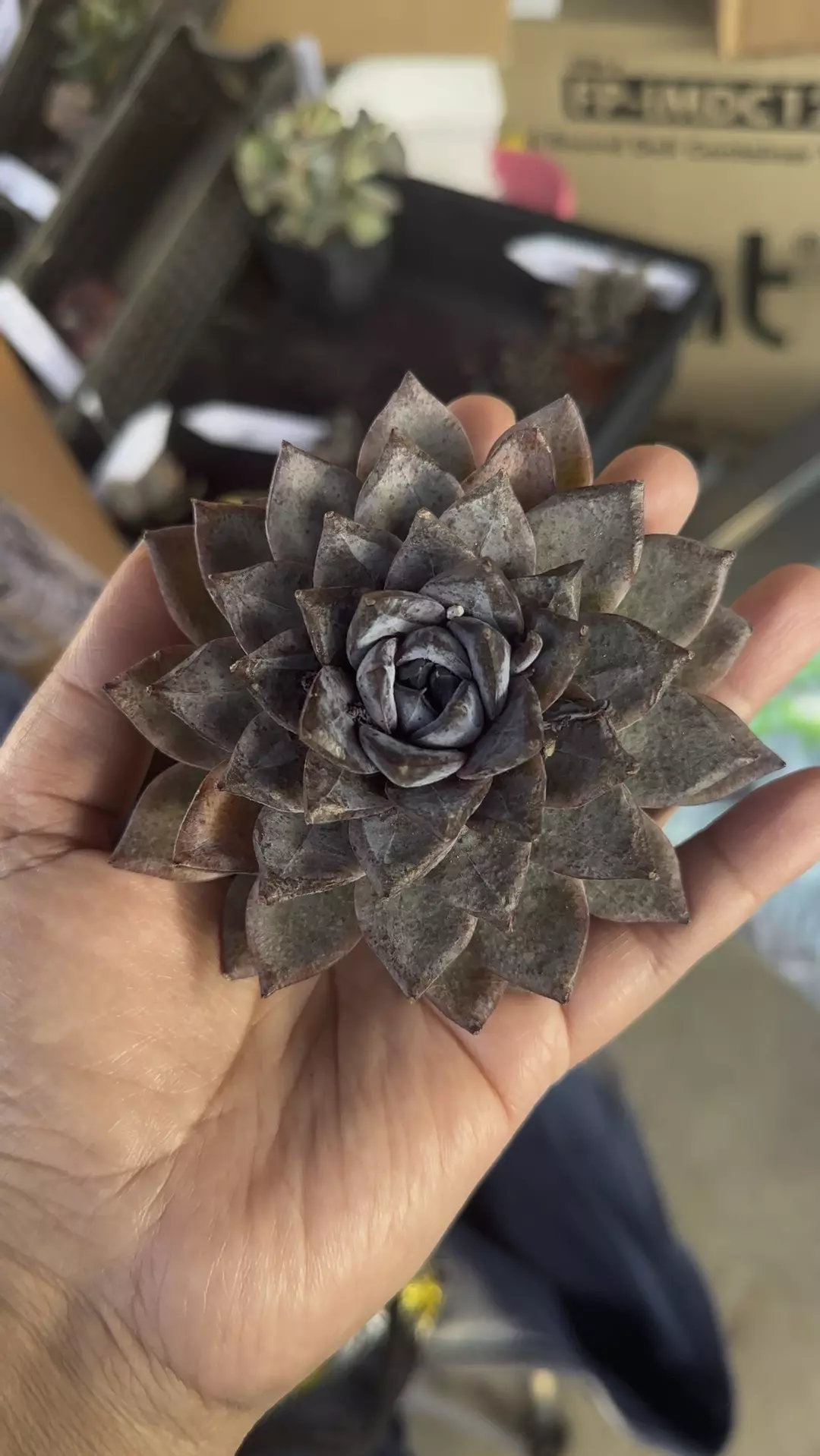 Princess Kate GC thumbnail