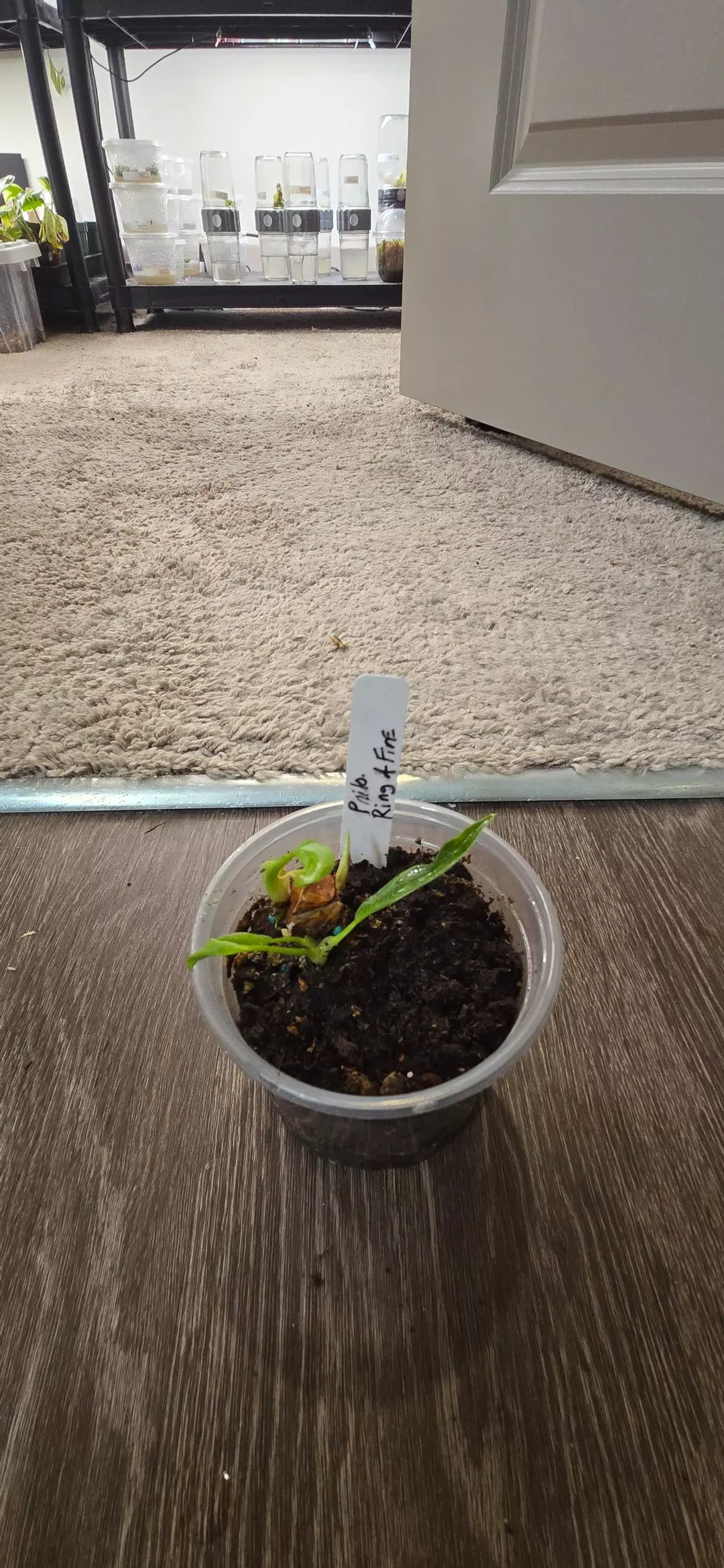 Ring of Fire - 3 growth point Stem Propogation thumbnail