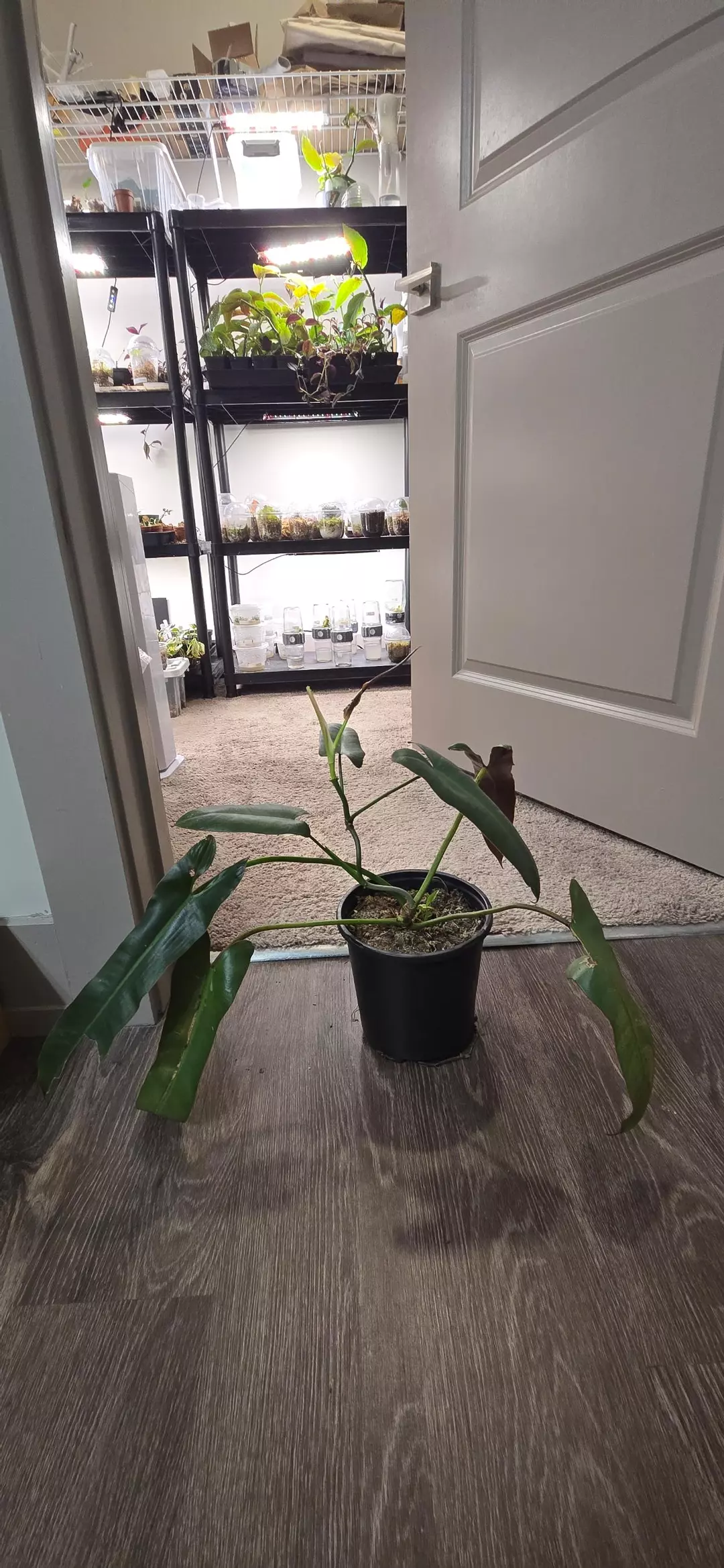 Philodendron Atabapoense - Mother Plant thumbnail