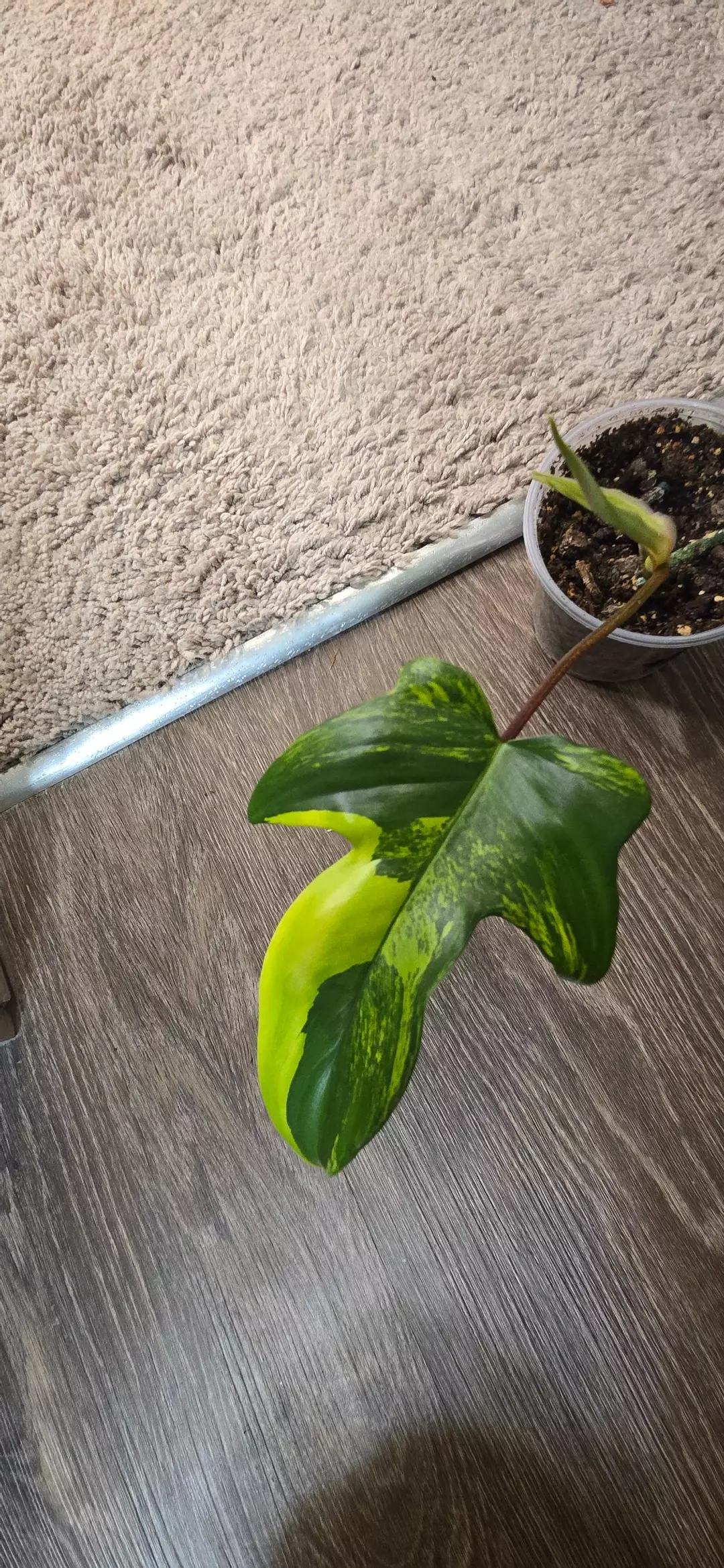 Philodendron Florida Beauty- Stem Propogation thumbnail