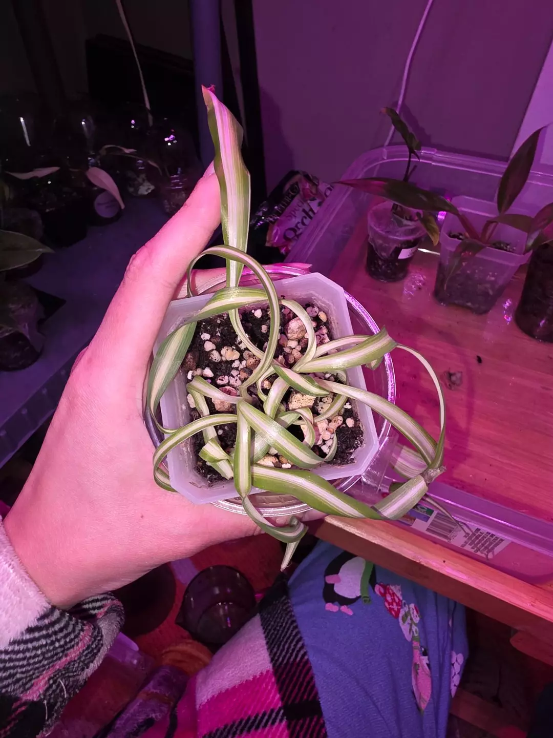 Curly Bonnie thumbnail