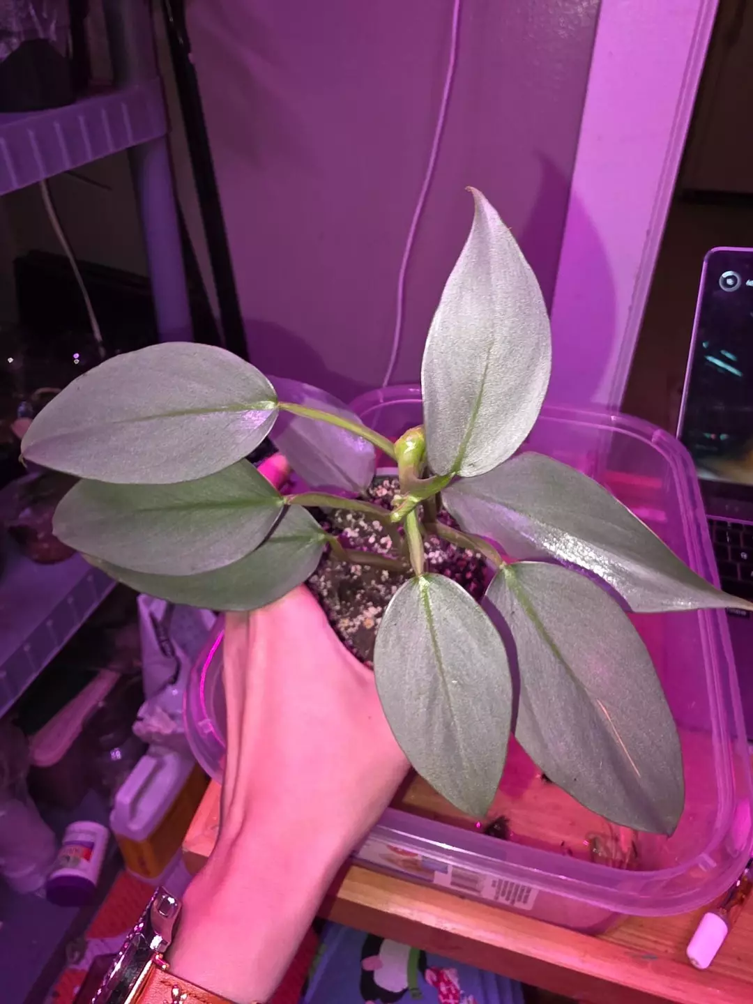 Silver Sword Philodendron  thumbnail