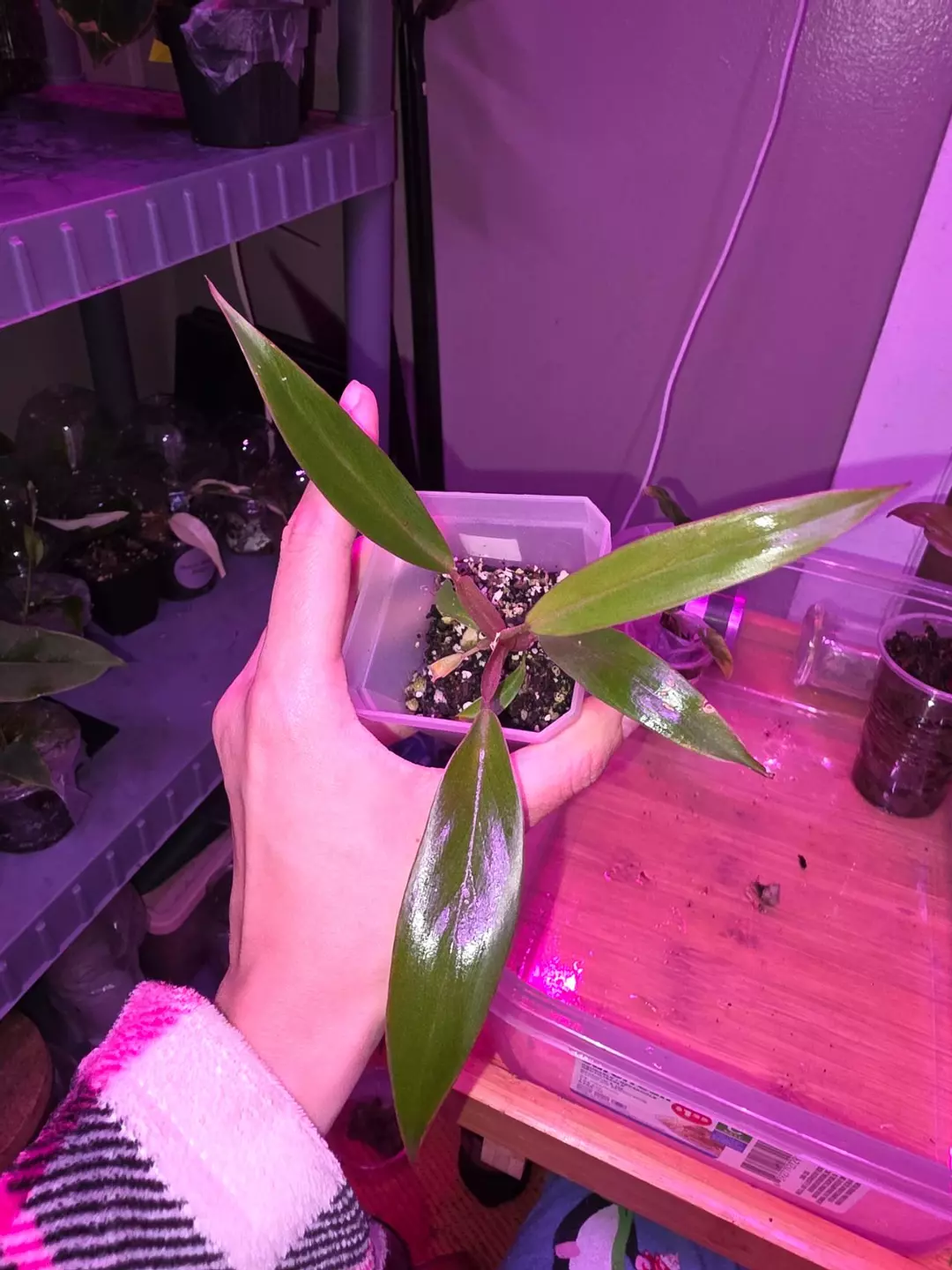 Philodendron Pluto  thumbnail